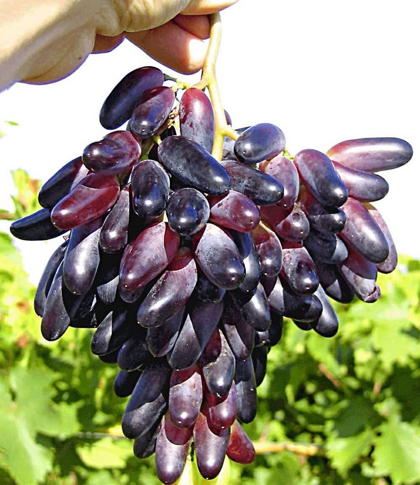 BALDUR Garten Obstpflanze Tafeltraube 'Souvenir®' dattelförmig, 1 St., Weintraube,winterhart, mehrjährig, pflegeleicht