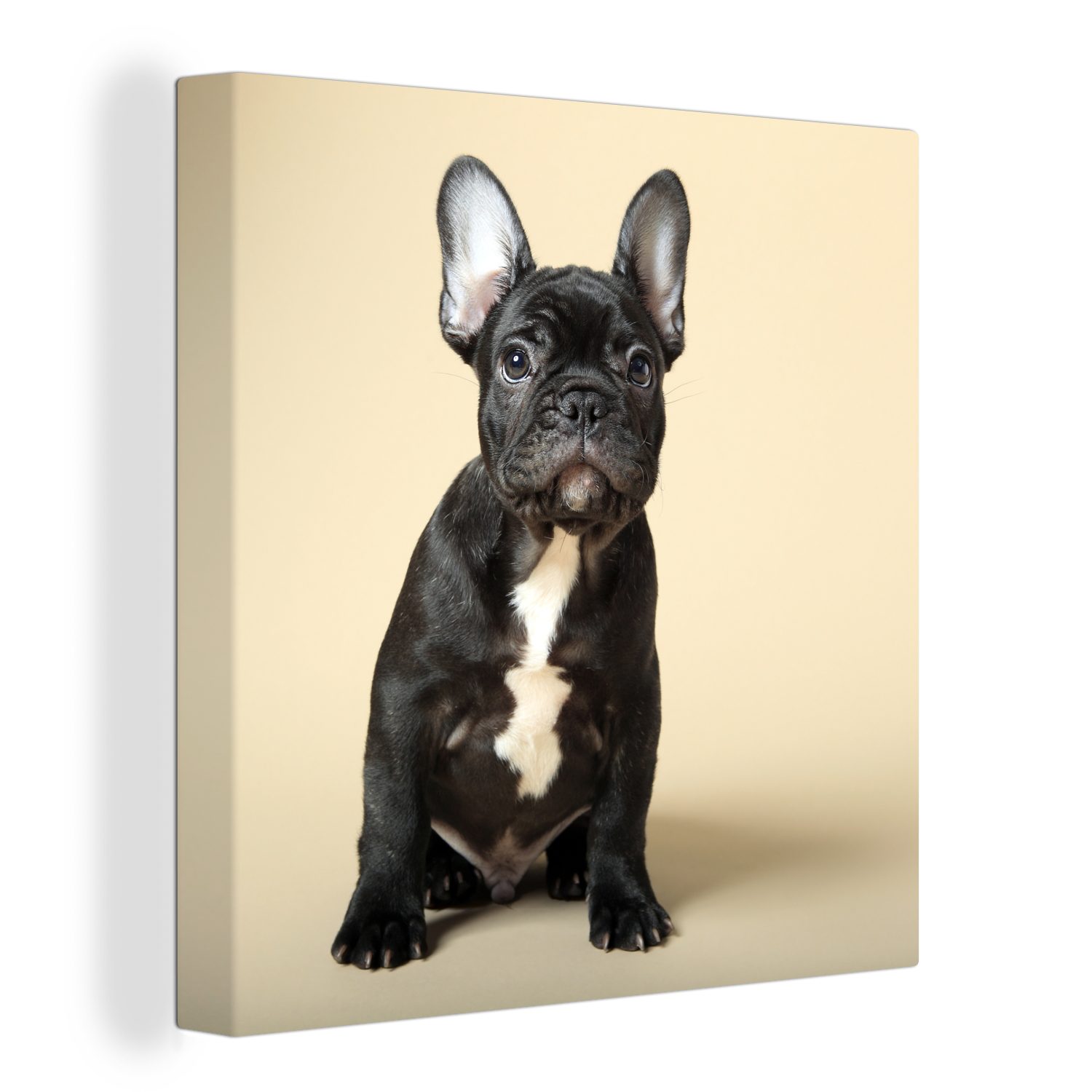 OneMillionCanvasses® Leinwandbild Französische Bulldogge - Schwarz - Beige, (1 St), Leinwand Bilder für Wohnzimmer Schlafzimmer