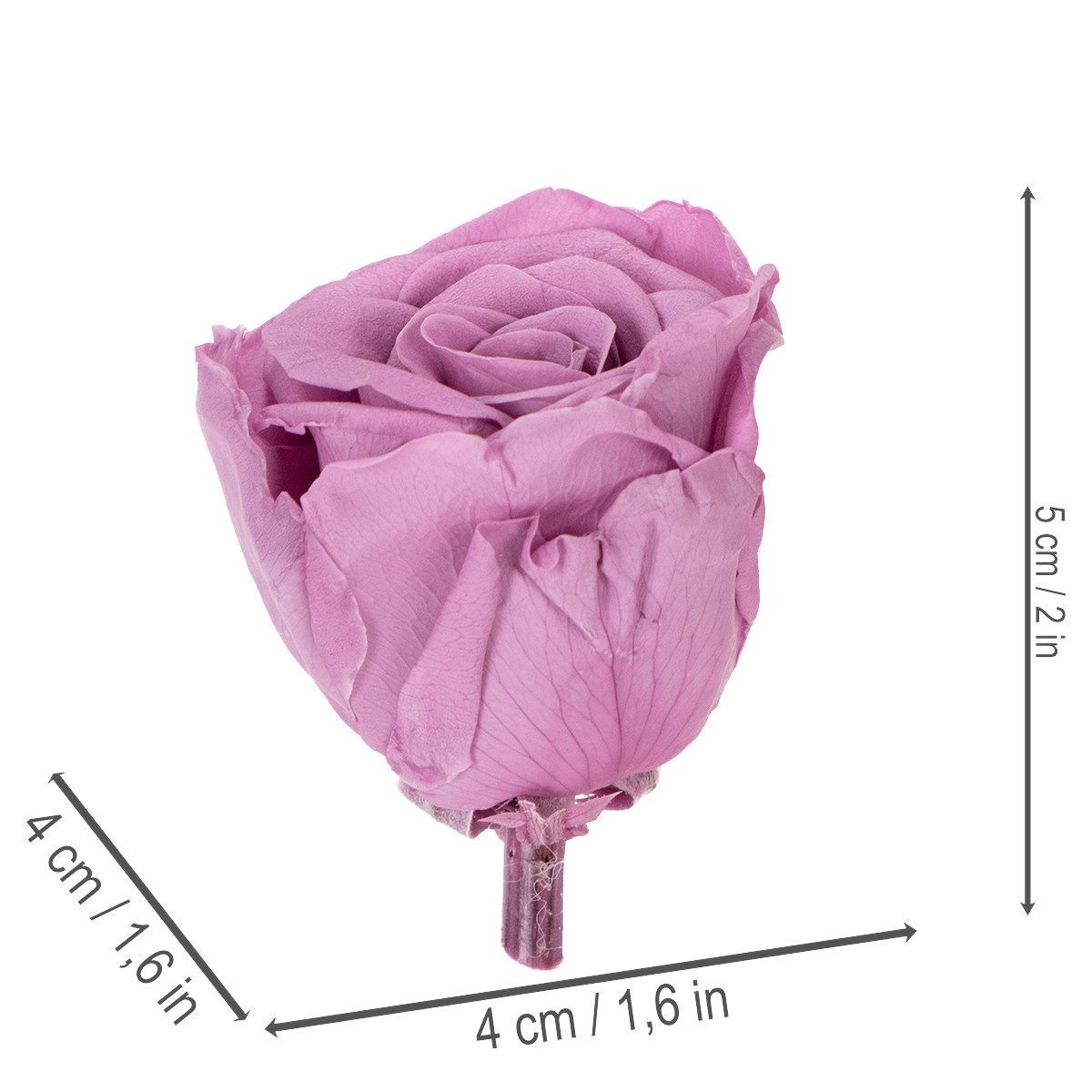 Kunstblume Konservierte Rosenköpfe langlebig Dekoration Geschenkidee für, 6 Stück, Florists Products, Höhe 5 cm
