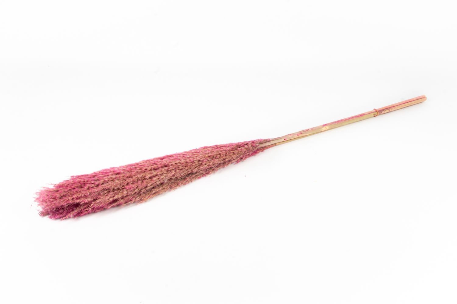 Trockenblume Schilf getrocknet DONJETA, dunkelrosa, 115-120cm, Ø15cm, INNA-Glas, Höhe 120.0 cm