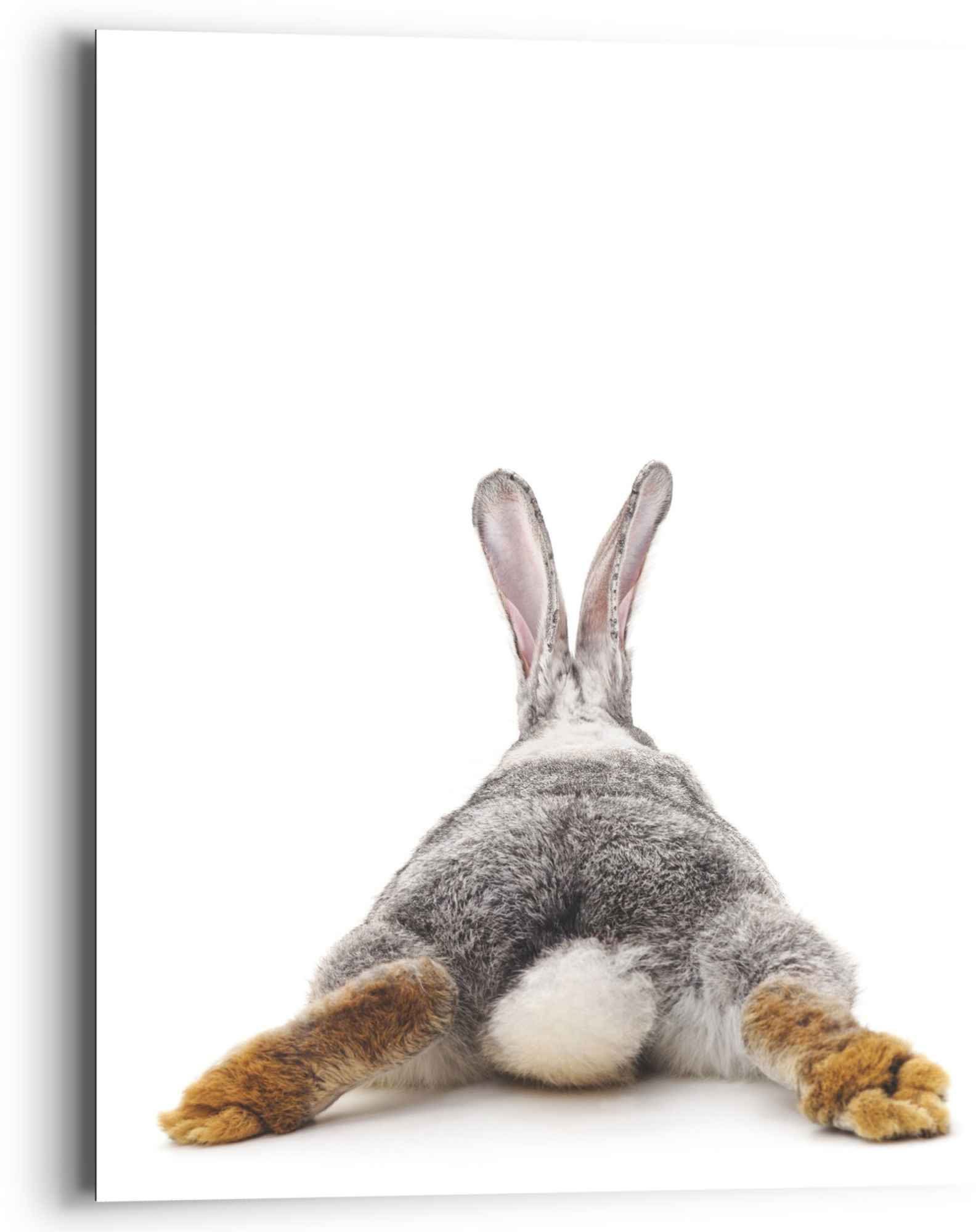 Hasen Kaninchen - Rabbit - Hase St) Reinders! Schwanz Relax, Wandbild - (1 Wandbild