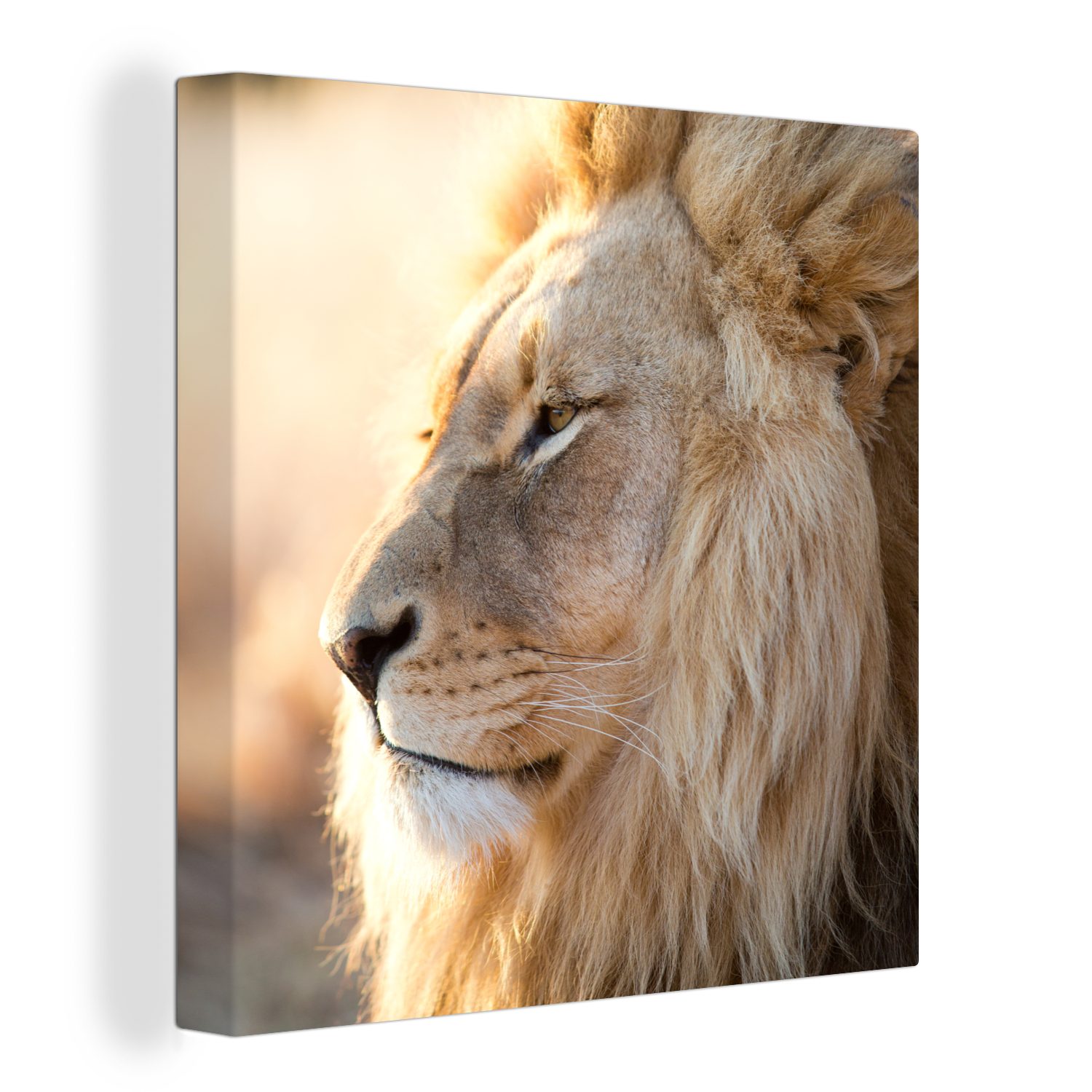 OneMillionCanvasses® Leinwandbild Profil- Löwe - Tiere, (1 St), Leinwand Bilder für Wohnzimmer Schlafzimmer