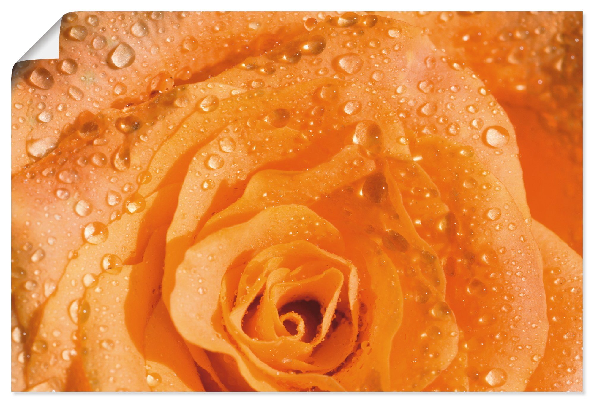 Artland Wandbild Rose, Blumen in Poster (1 als versch. St), Wandaufkleber Größen oder Leinwandbild, Alubild