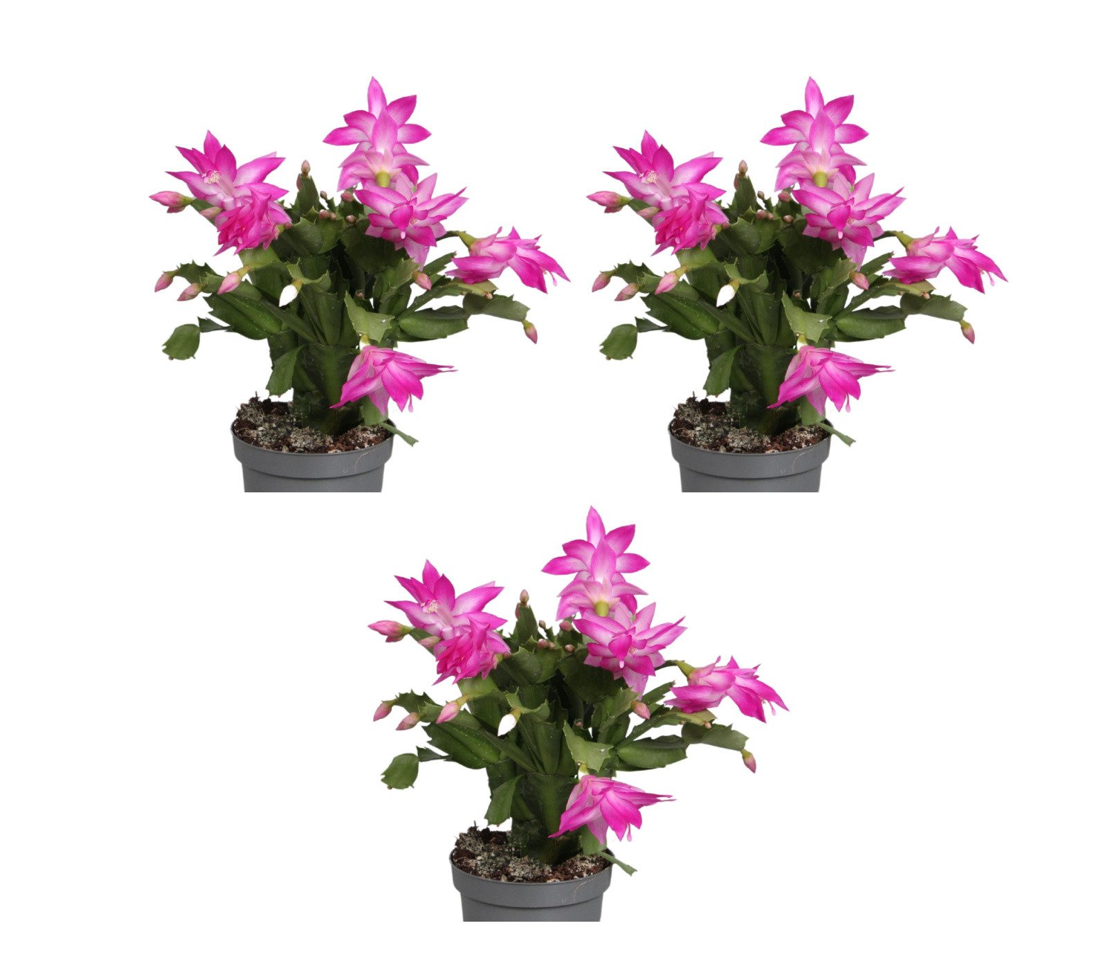 meinvipshop Zimmerpflanze Weihnachtskaktus 3er Set Zimmerpflanze günstig online kaufen
