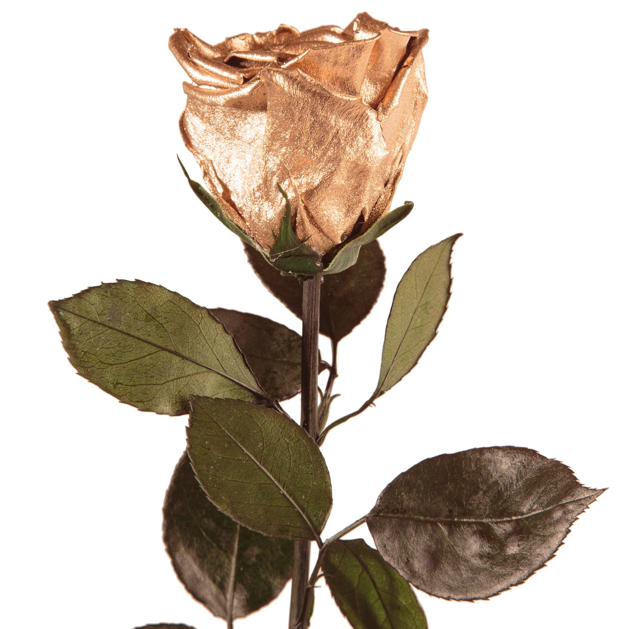 Kunstblume Ewige Rose konserviert mit Stiel günstig online kaufen