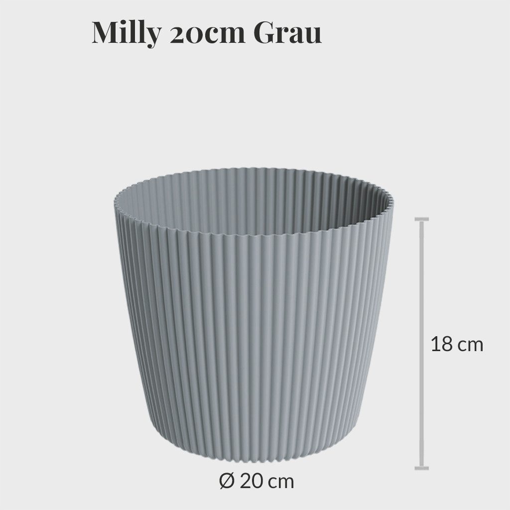 Green Me Up Zimmerpflanze Glückskastanie mit mehreren Stämmen, im 16–17 cm Topf, 50–60 cm hoch, pflegeleicht & ungiftig, ideal für Wohnzimmer, Büro & Katzenhaushalte
