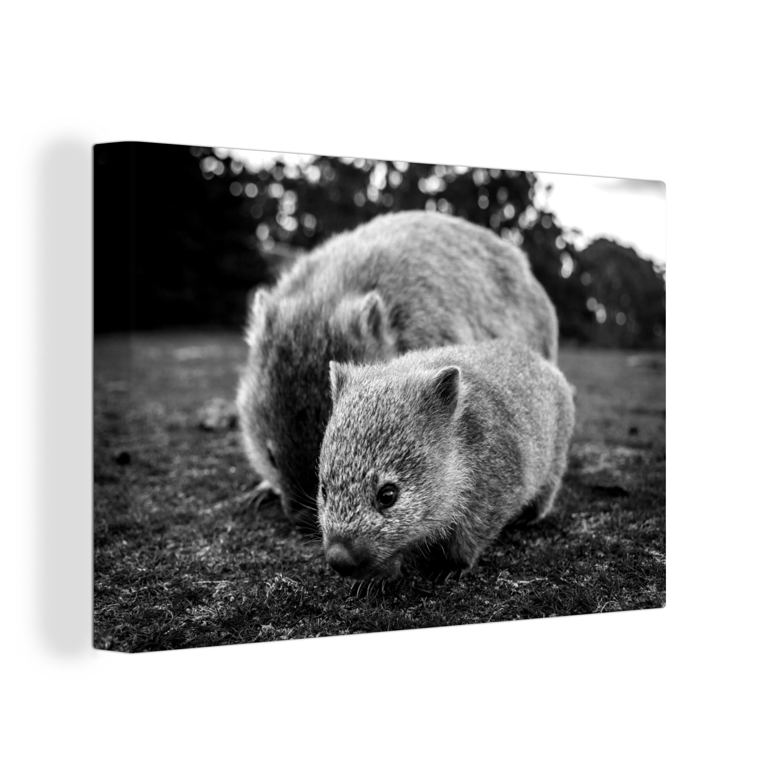 OneMillionCanvasses® Leinwandbild Nahaufnahme Mutter und Aufhängefertig, schwarz Baby St), - weiß, und Wombat (1 30x20 Wanddeko, cm Wandbild Leinwandbilder