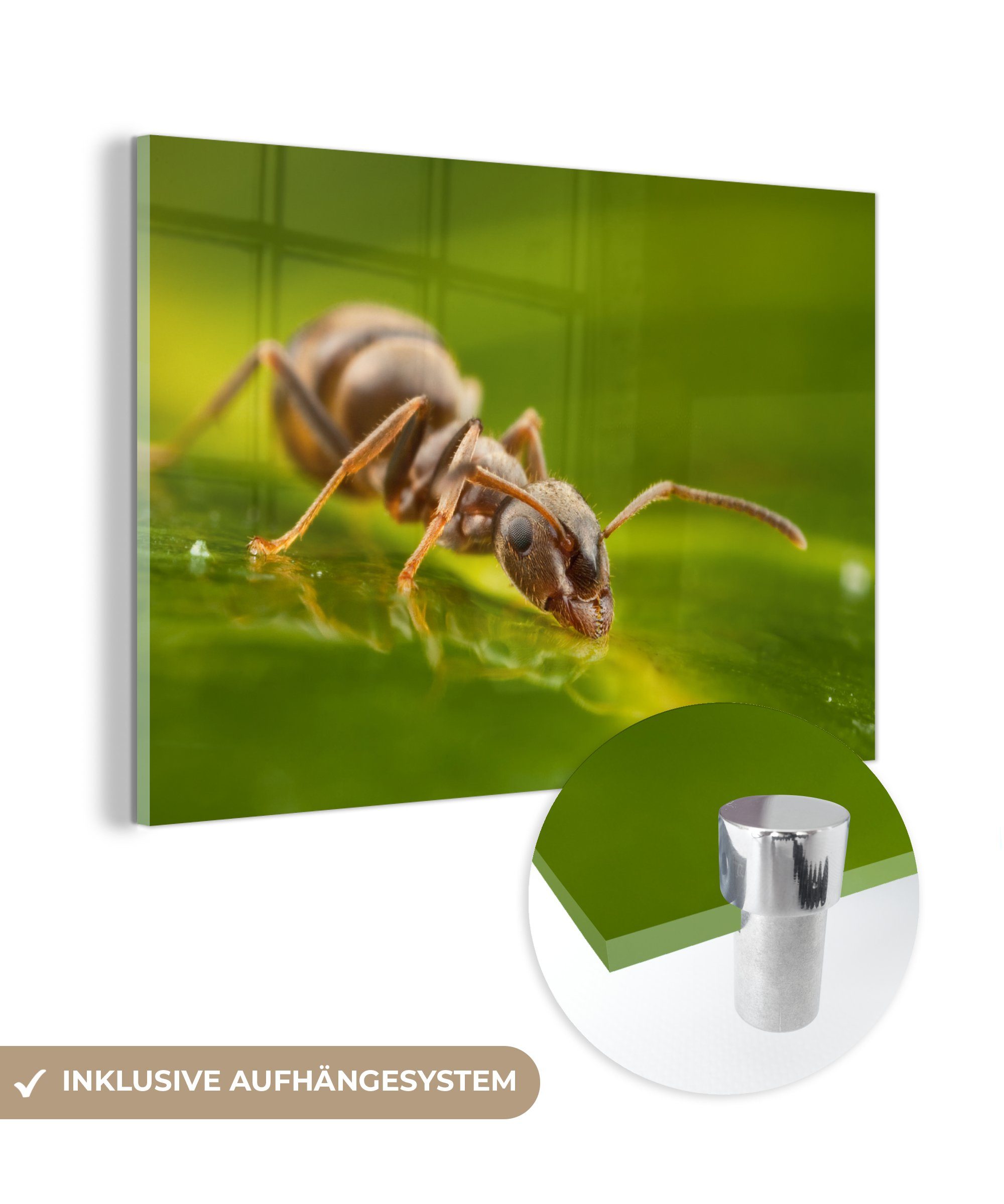 MuchoWow Acrylglasbild Ameise - Blatt - Regenwasser, (1 St), Acrylglasbilder Wohnzimmer & Schlafzimmer