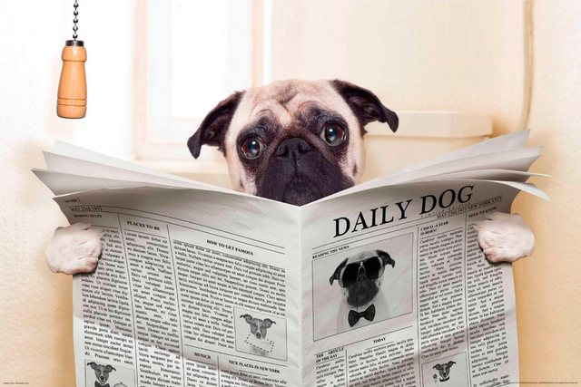 Papermoon Fototapete »Newspaper Dog«, glatt-Otto
