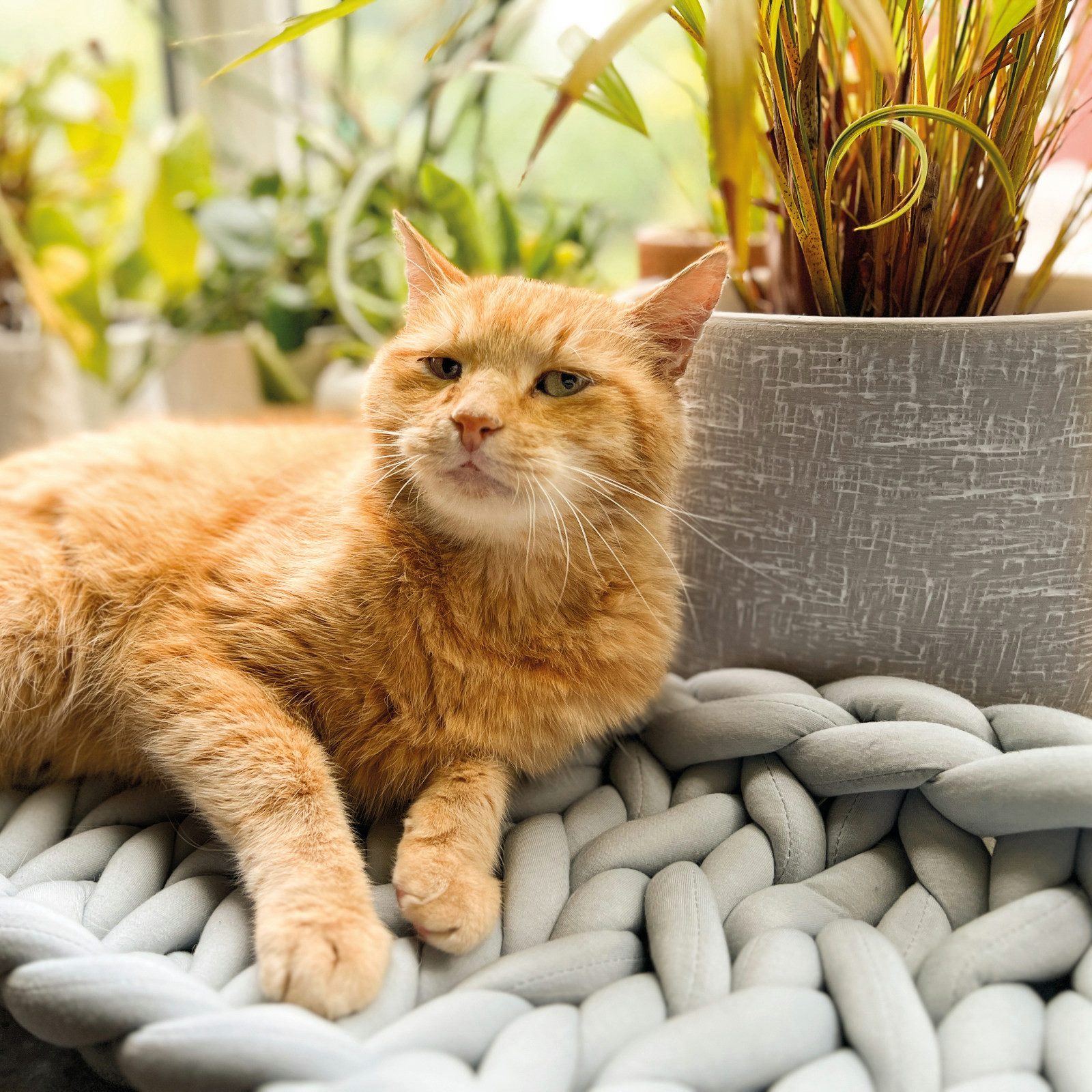 Aumüller Tierkissen Fensterbankliege für Katzen, Katzenbett aus Grobstrick, Grau