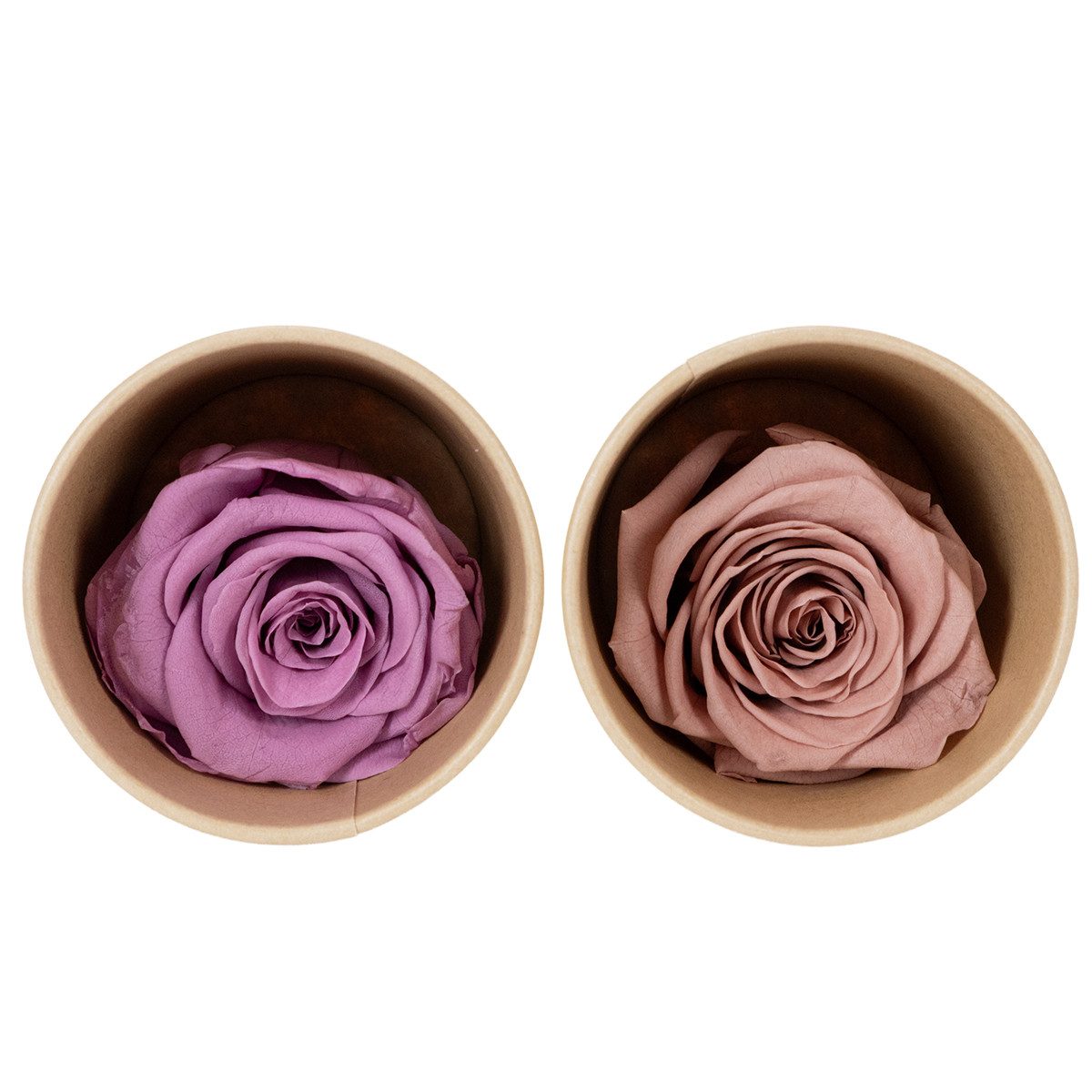Kunstblume Konservierte Rosenköpfe langlebig Dekoration Geschenkidee für, 6 Stück, Florists Products, Höhe 5 cm