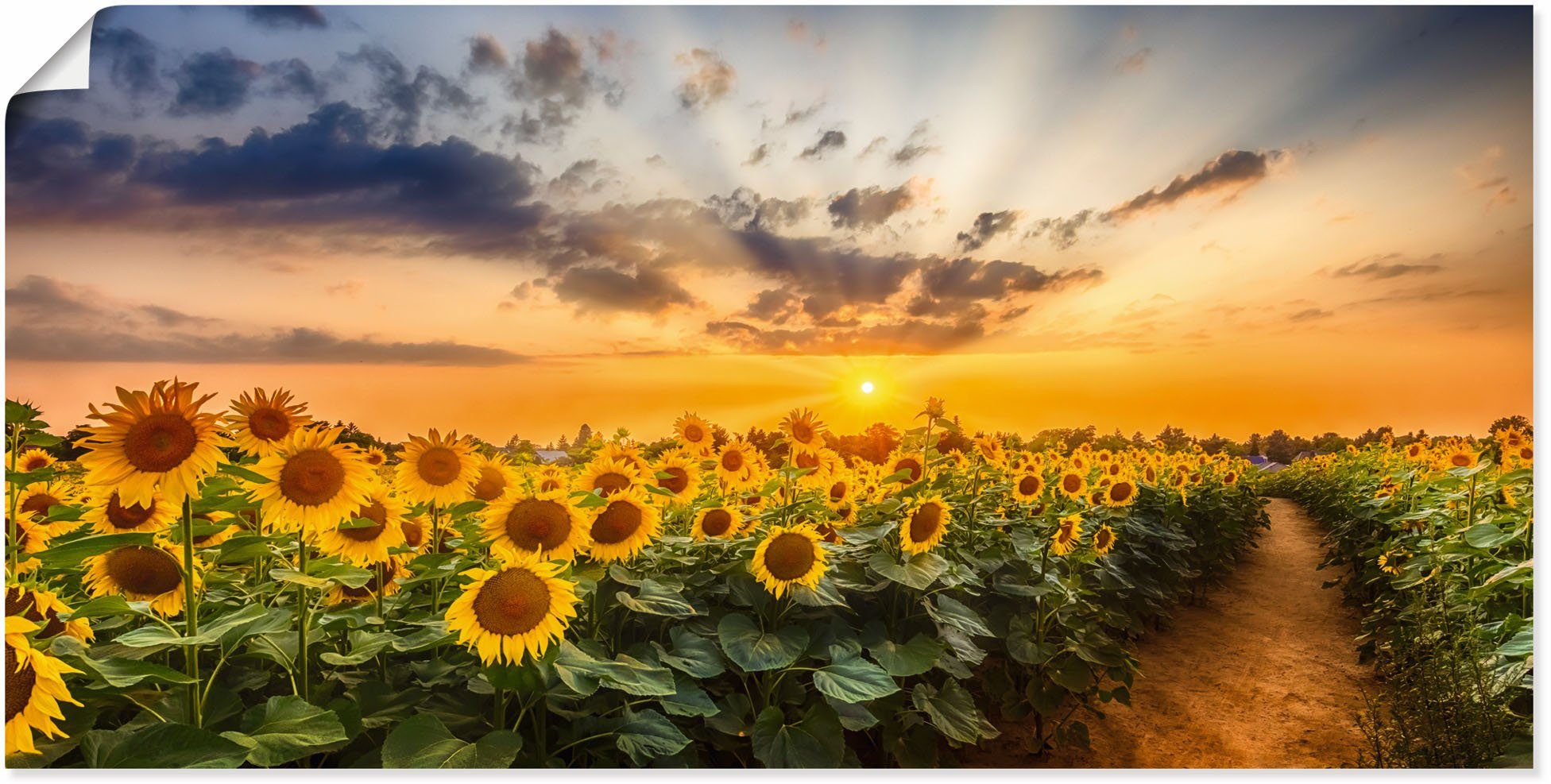 Artland Wandbild Sonnenblumenfeld bei Sonnenuntergang, Blumenbilder (1 St), als Alubild, Leinwandbild, Wandaufkleber oder Poster in versch. Größen