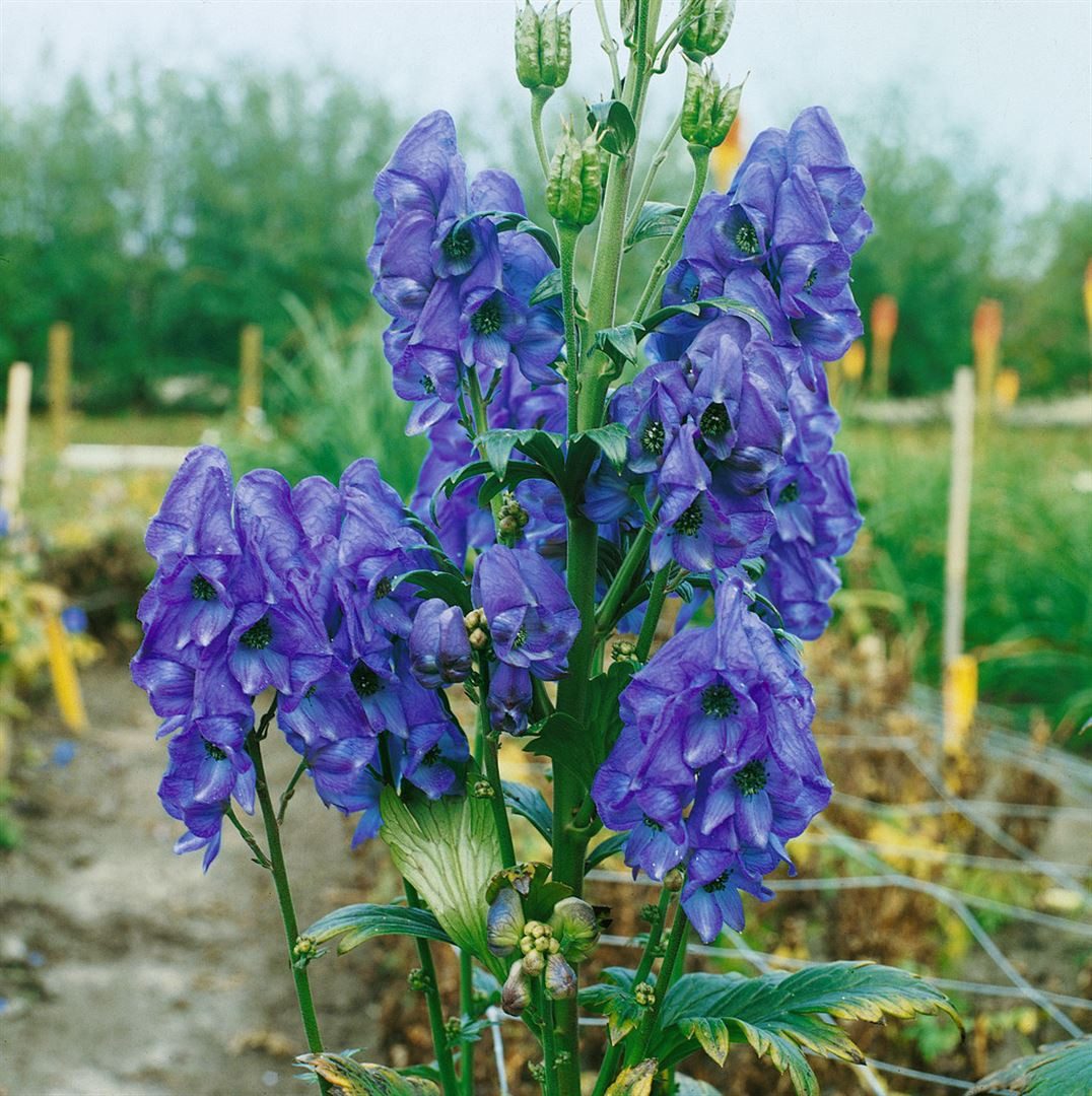 Pflanzen für Dich Staude Aconitum carmichaelii Arendsii, 1 St., Herbst-Eisenhut, Chinesischer Eisenhut