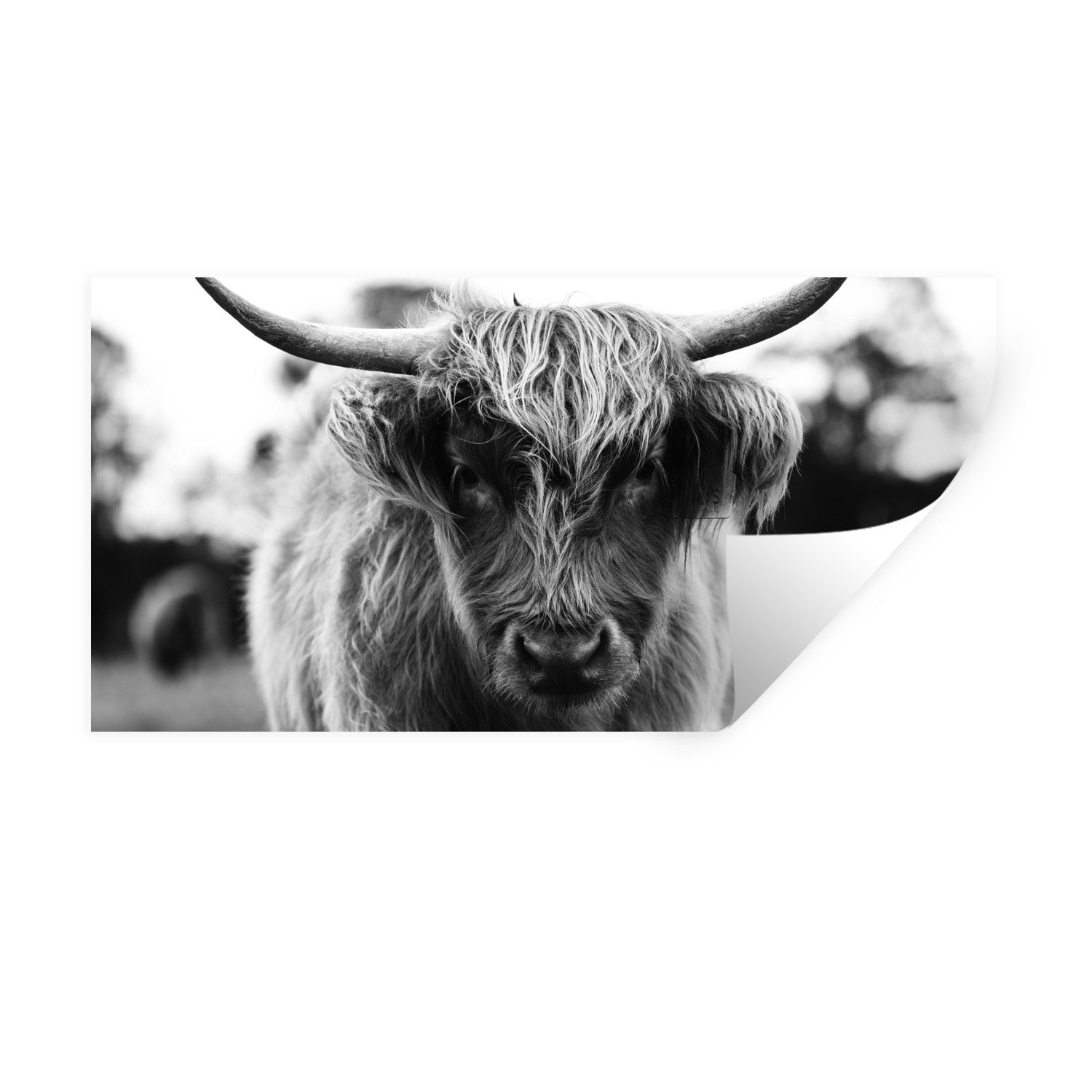 MuchoWow Wandsticker Schottischer Highlander - Kuh - Gras - Tiere - Natur (1 St), Wandaufkleber, Repositionierbar, Wandtattoo, Selbstklebend, Sticker