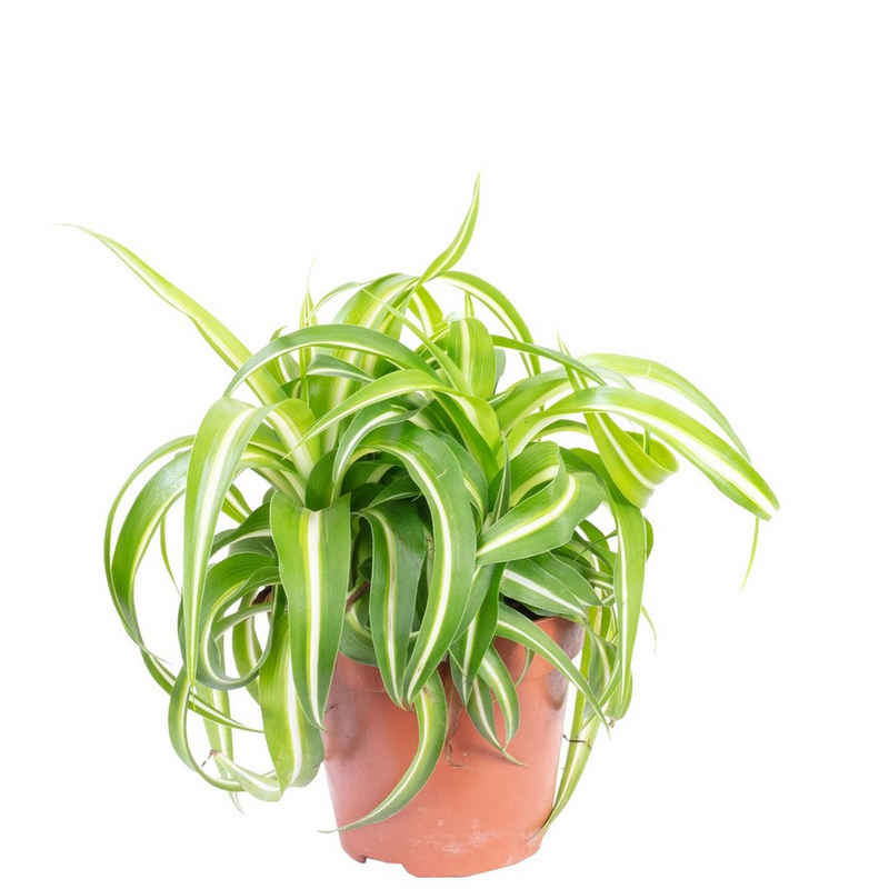 Flowerbox Blumentopf »bepflanzt mit Zimmerpflanze Grünlilie "Bonnie" - Chlorophytum Comosum - Höhe ca. 25 cm, Topf-Ø 12 cm«