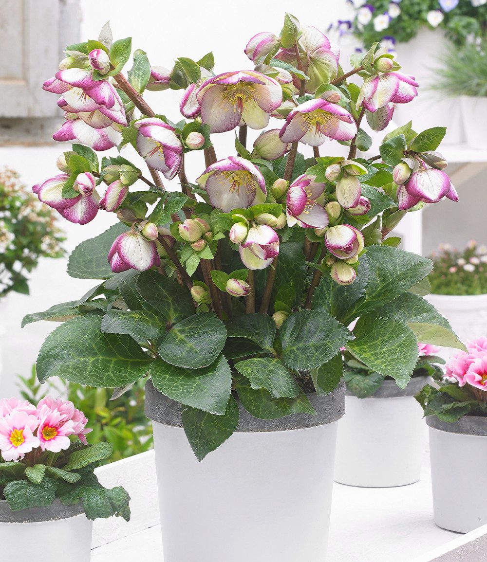 BALDUR Garten Staude Helleborus Frostkiss® 'Glenda's Gloss', 1 St., Lenzrose,winterhart, winterblühend, marmoriertes Laub