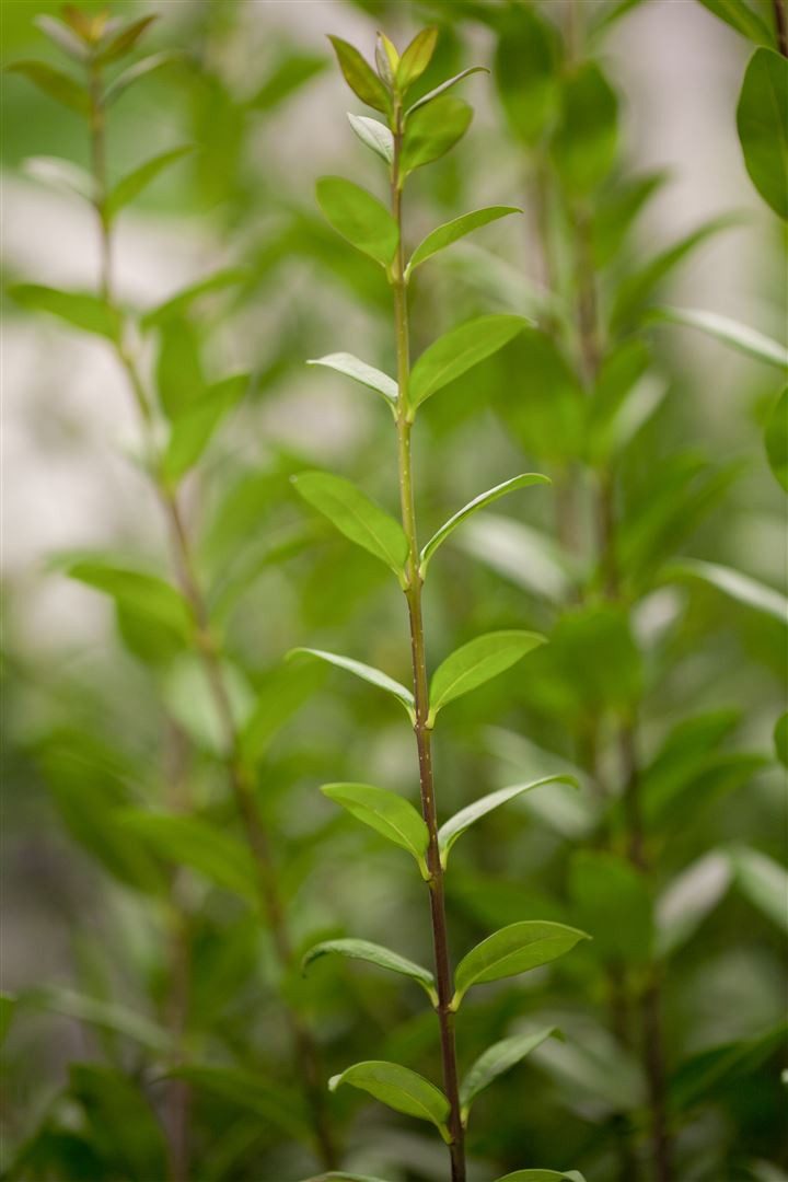 Pflanzen für Dich Gehölze Ligustrum vulg. Atrovirens, 1 St., Gewöhnlicher Liguster, Heckenliguster, Liguster