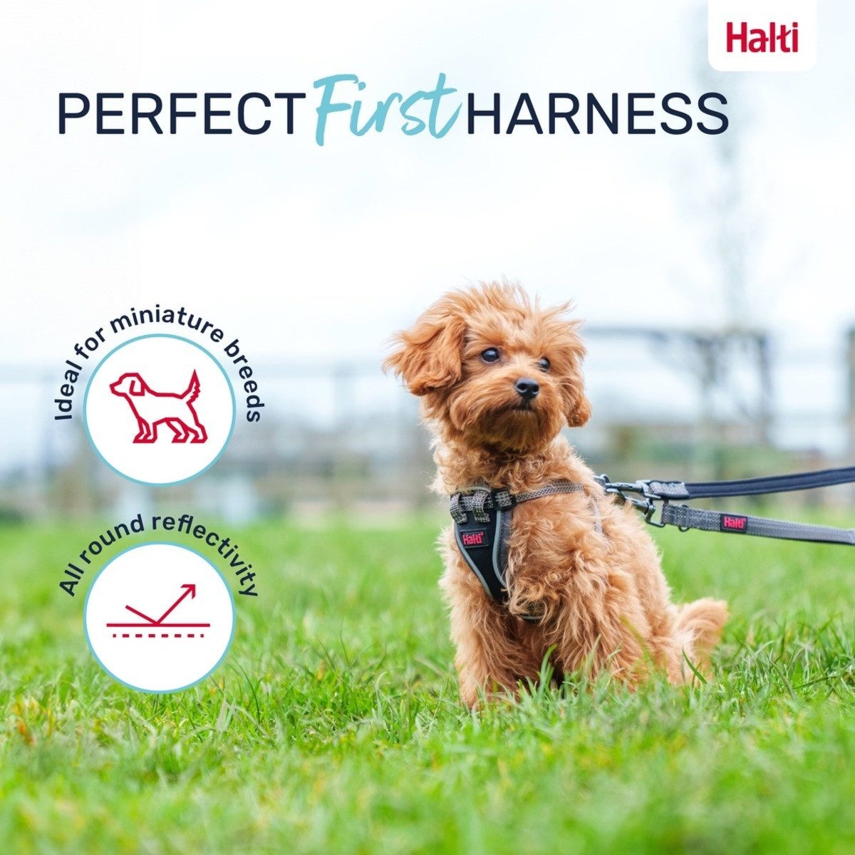 Company of Animals Hunde-Geschirr Hundegeschirr Anatomy Puppy Harness Grey