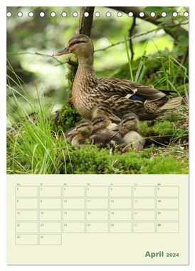 CALVENDO Wandkalender Waldmomente (Tischkalender 2024 DIN A5 hoch), CALVENDO Monatskalender