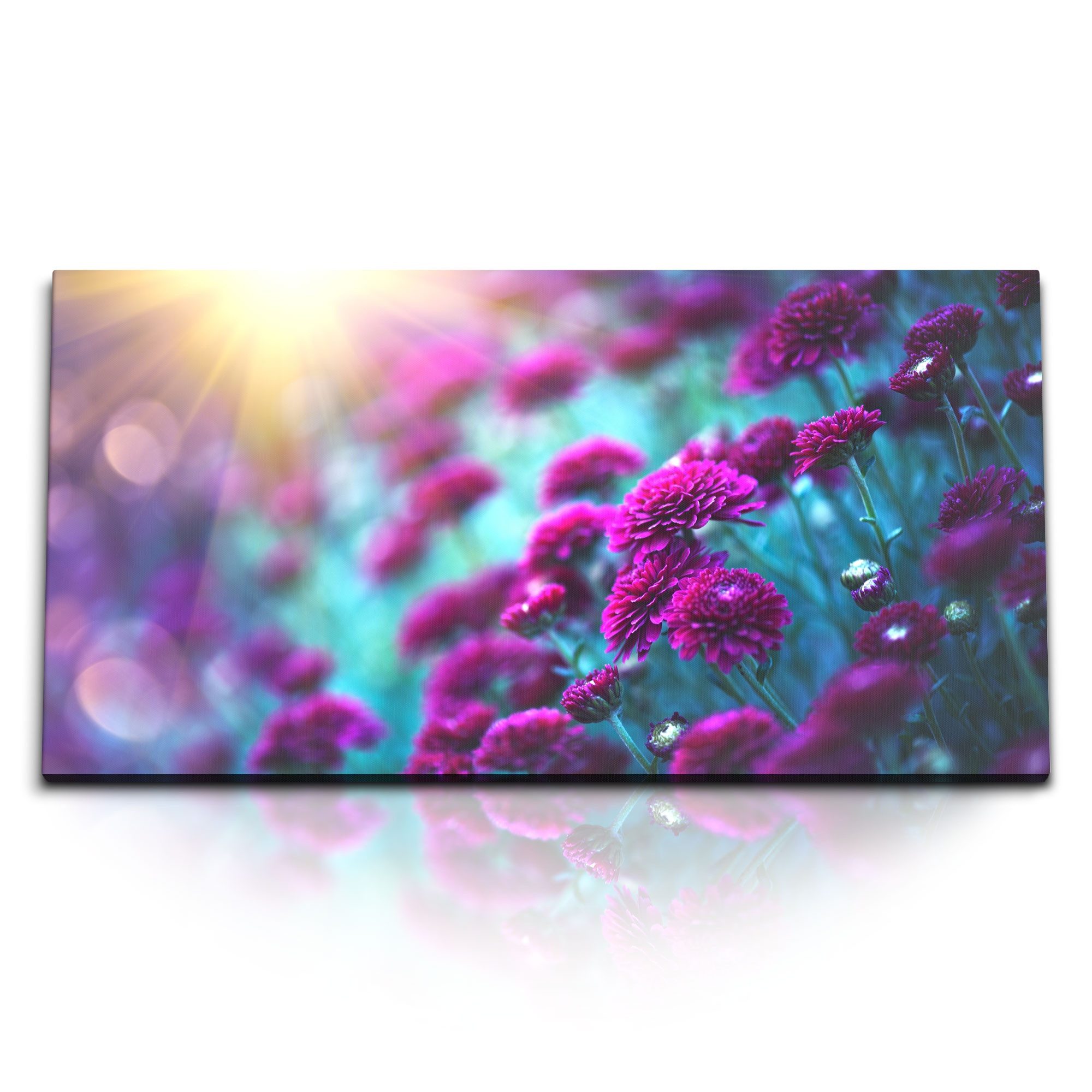Leinwandbild Kunstdruck Bilder 120x60cm Chrysanthemen Blumen Sonnenschein Violett B