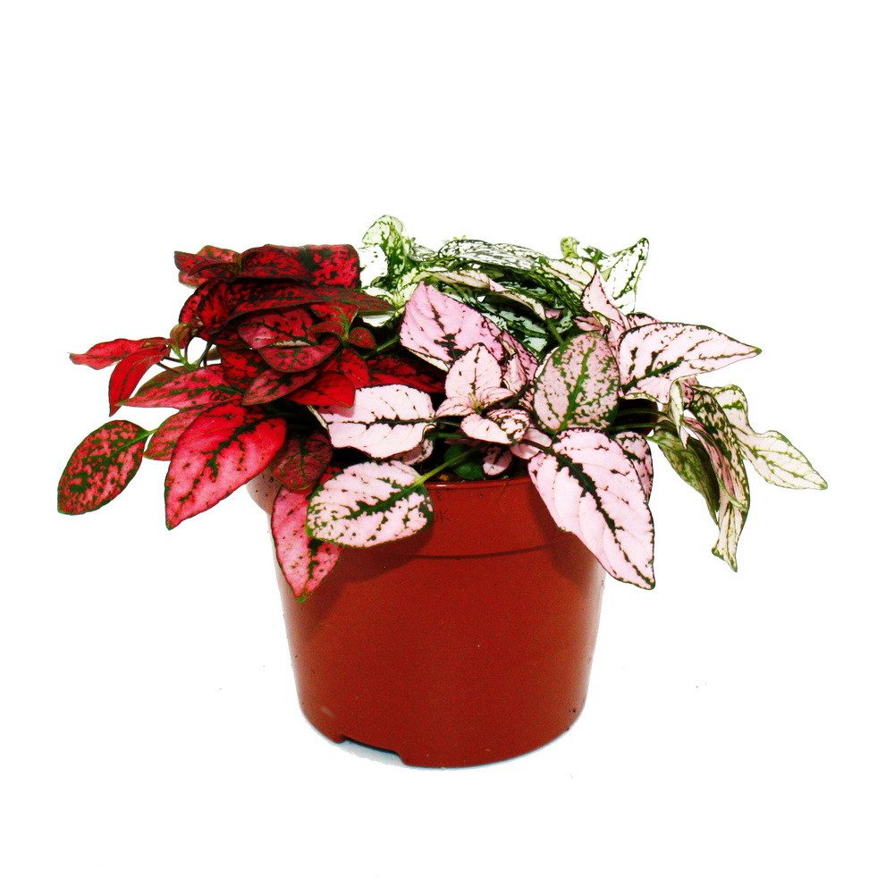 Exotenherz Zimmerpflanze Dreifarbige Punktblume- Hypoestes phyllostachya 12 günstig online kaufen