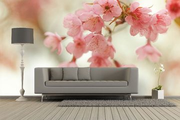 WandbilderXXL Fototapete Blütenzauber, glatt, Kirschblüten, Vliestapete, hochwertiger Digitaldruck, in verschiedenen Größen