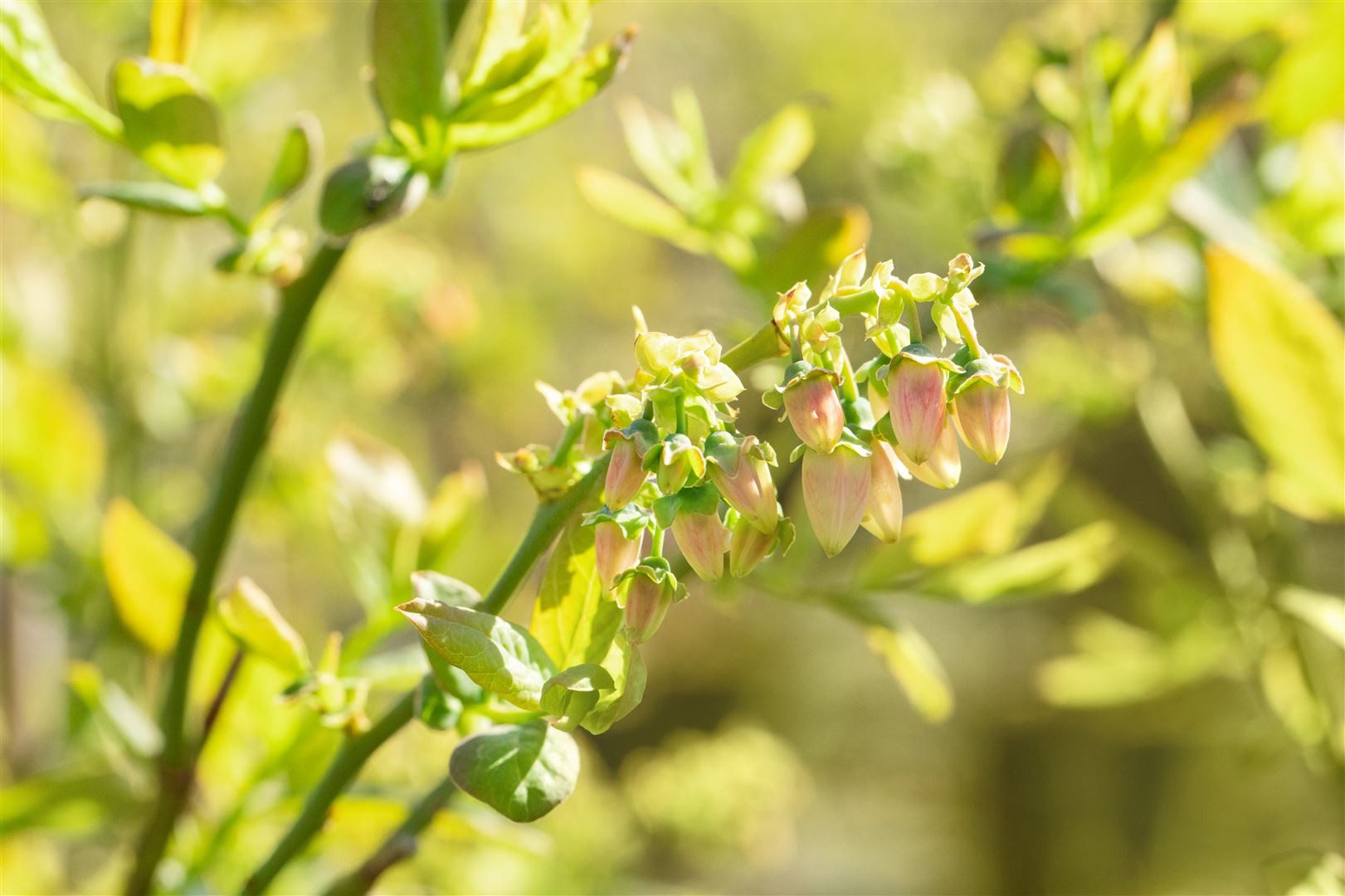 Pflanzen für Dich Obstpflanze Vaccinium corymb. Bluejay, 1 St., Kulturheidelbeere, Blaubeere, Heidelbeere, blaue Beeren, frühreifend