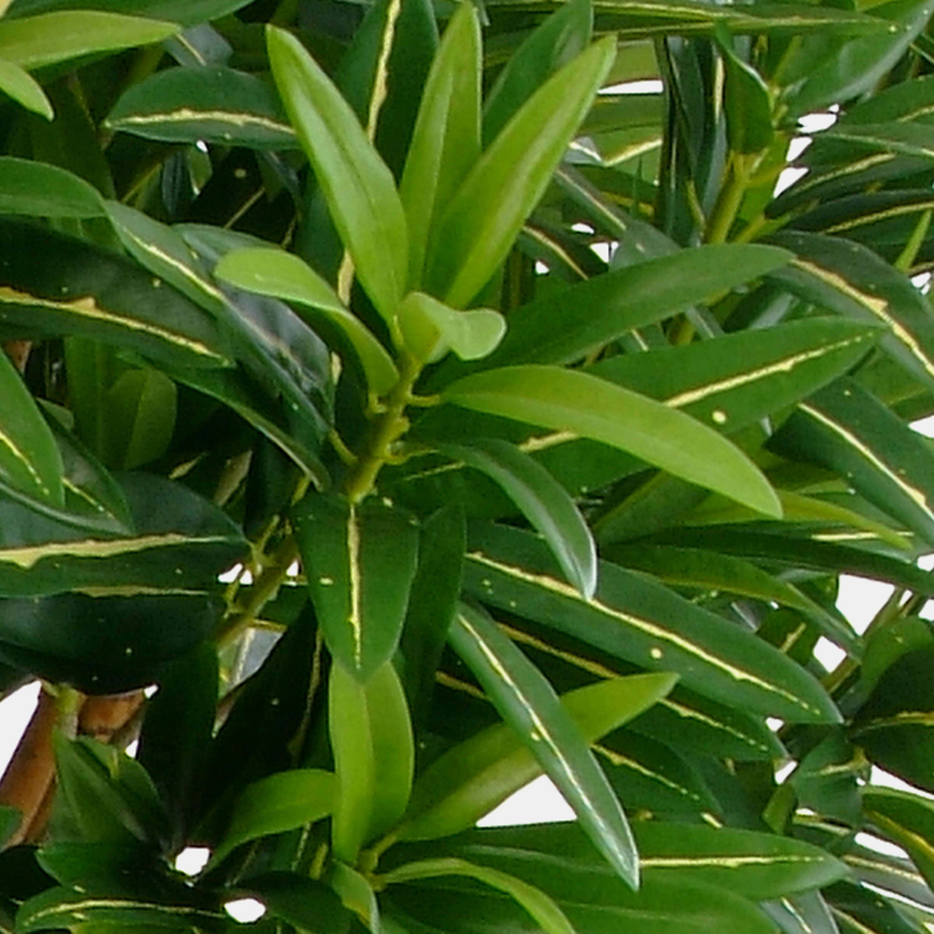 Kunstbaum Künstlicher Goldfinger Hochstamm, 1010 Blätter, grün, 150cm Longifolia, artplants, Höhe 150.0 cm