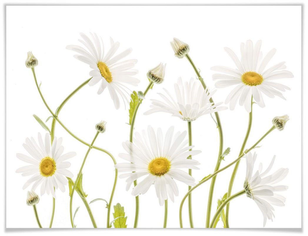 Beliebte Vorschläge Wall-Art Poster eye Daisies, Ox Schriftzug (1 St)