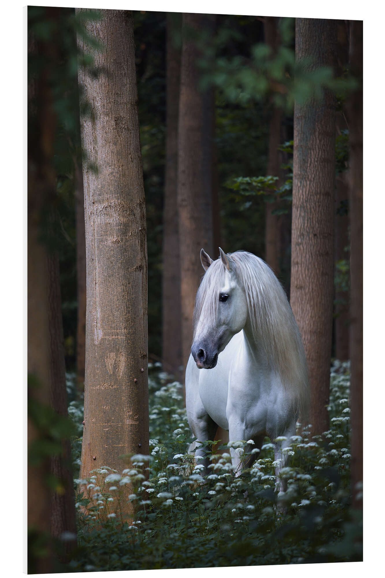 Posterlounge Forex-Bild Wiebke Haas, Verwunschenes weißes Pferd, Fotografie