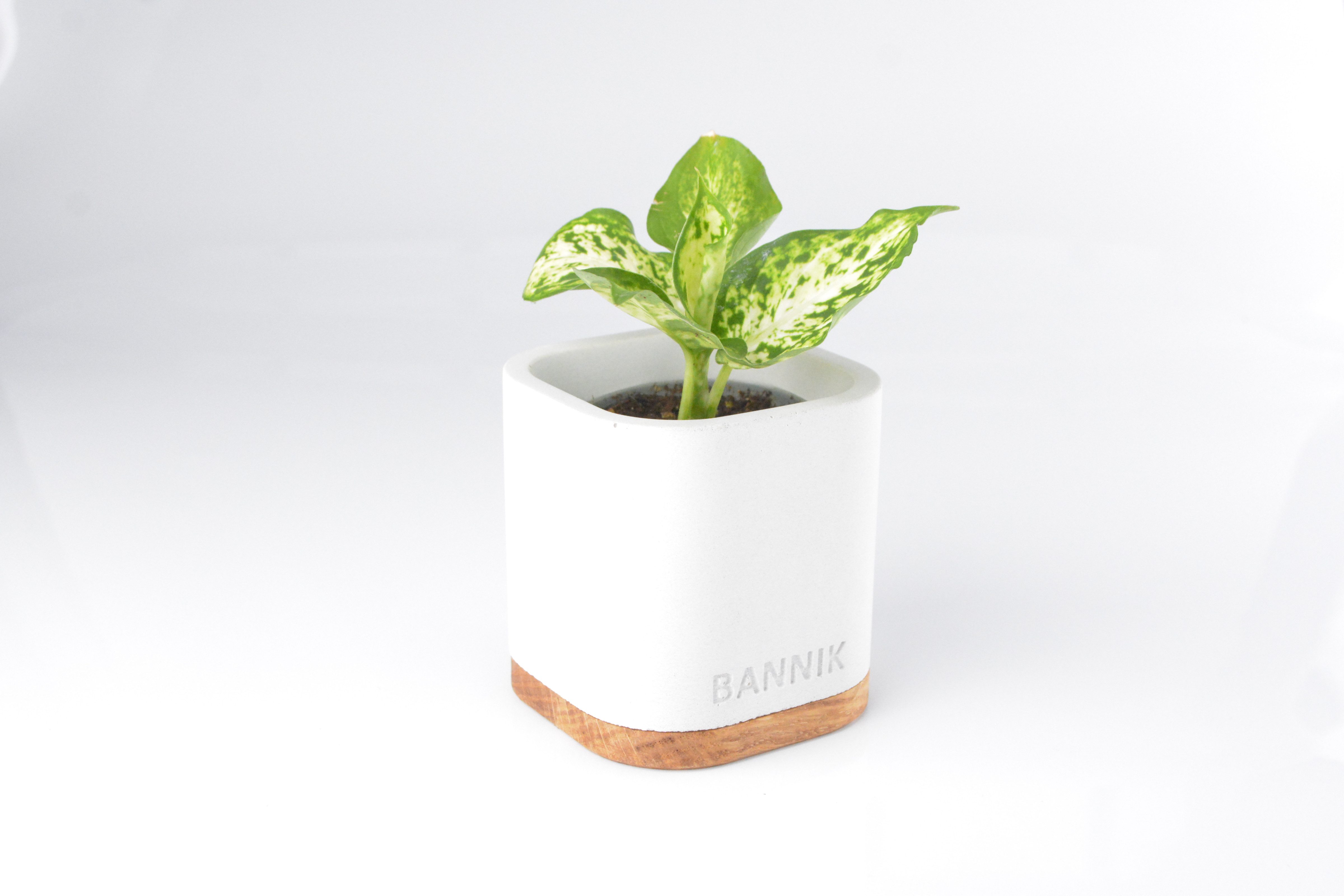 Bannik Blumentopf aus Beton und Holz günstig online kaufen