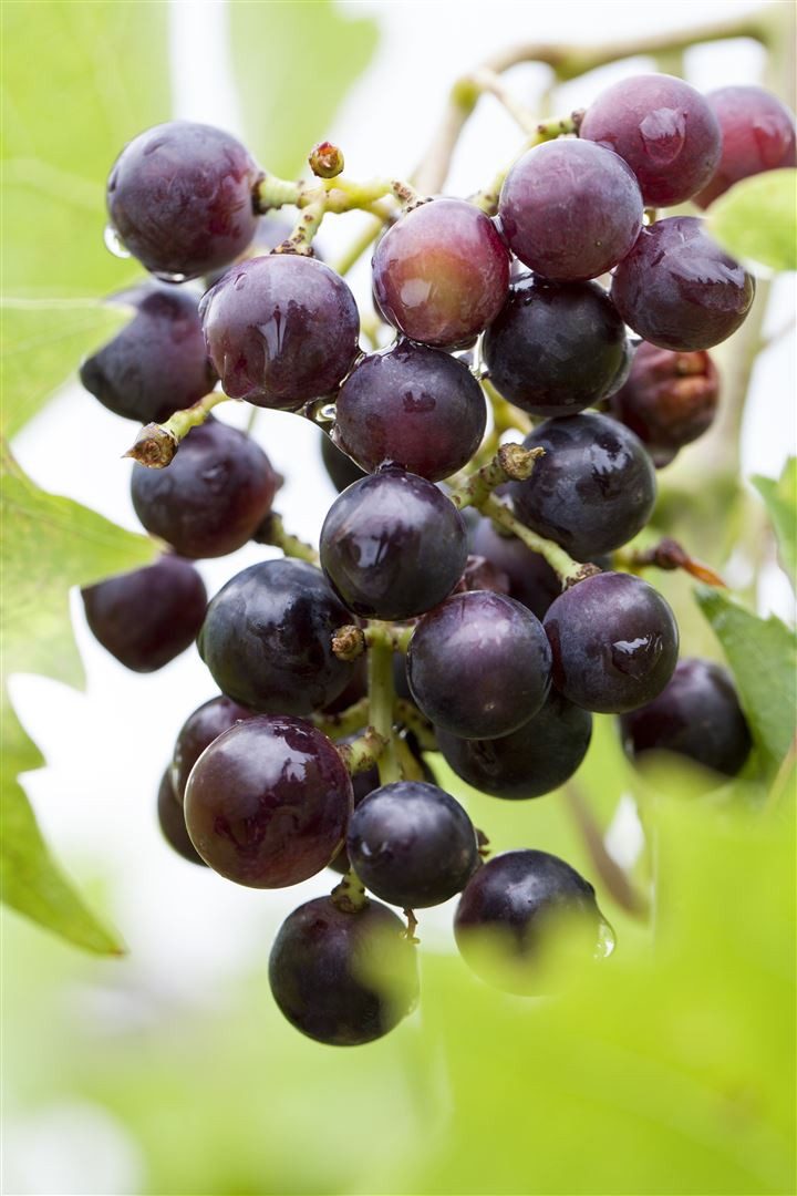 Pflanzen für Dich Obstpflanze Vitis vinifera blau, 1 St., Blaue Weinrebe, Weinrebe, Edle Weinrebe, blaue Trauben, kletterpflanze