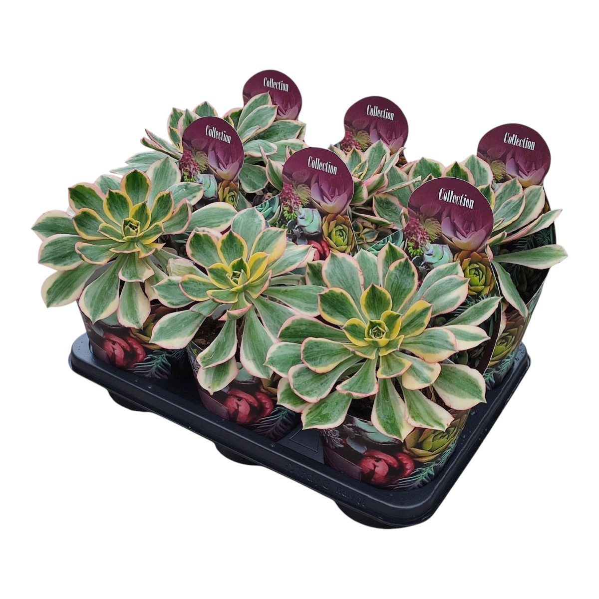 Exotenherz Kaktus Echinocereus rigidissimus rubrispinus Rarität 14cm Topf