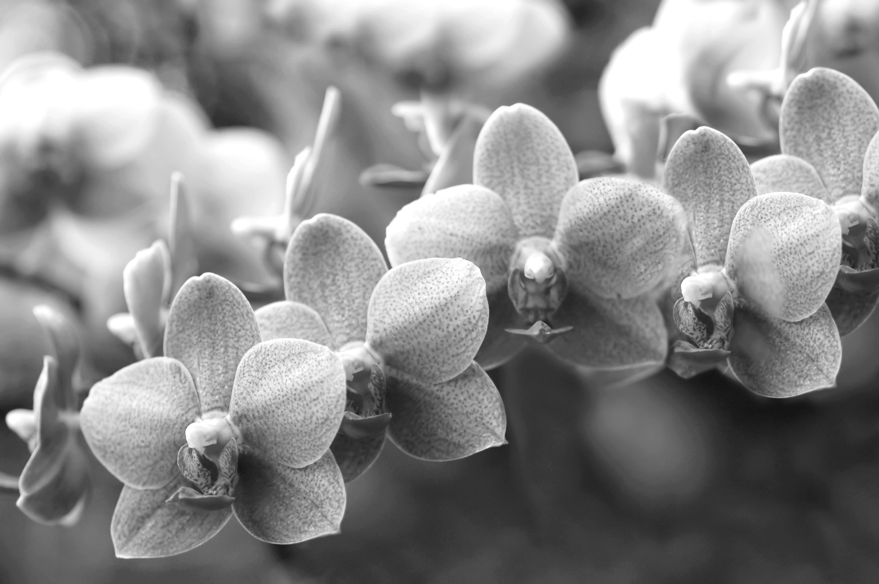 Papermoon Fototapete Blumen Schwarz & Weiß
