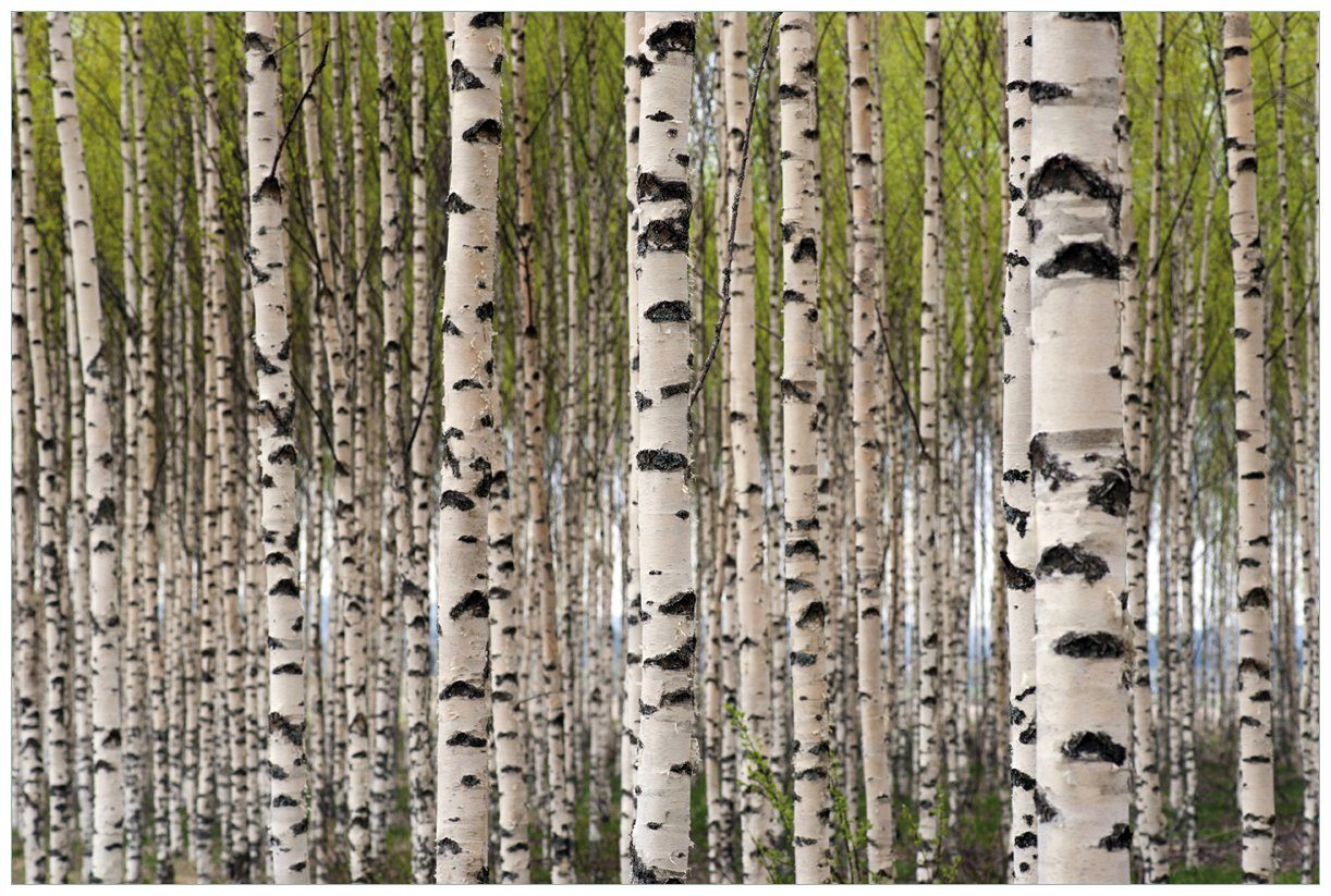 Wallario Vliestapete Birkenwald - Baumstämme in schwarz weiß, seidenmatte Oberfläche