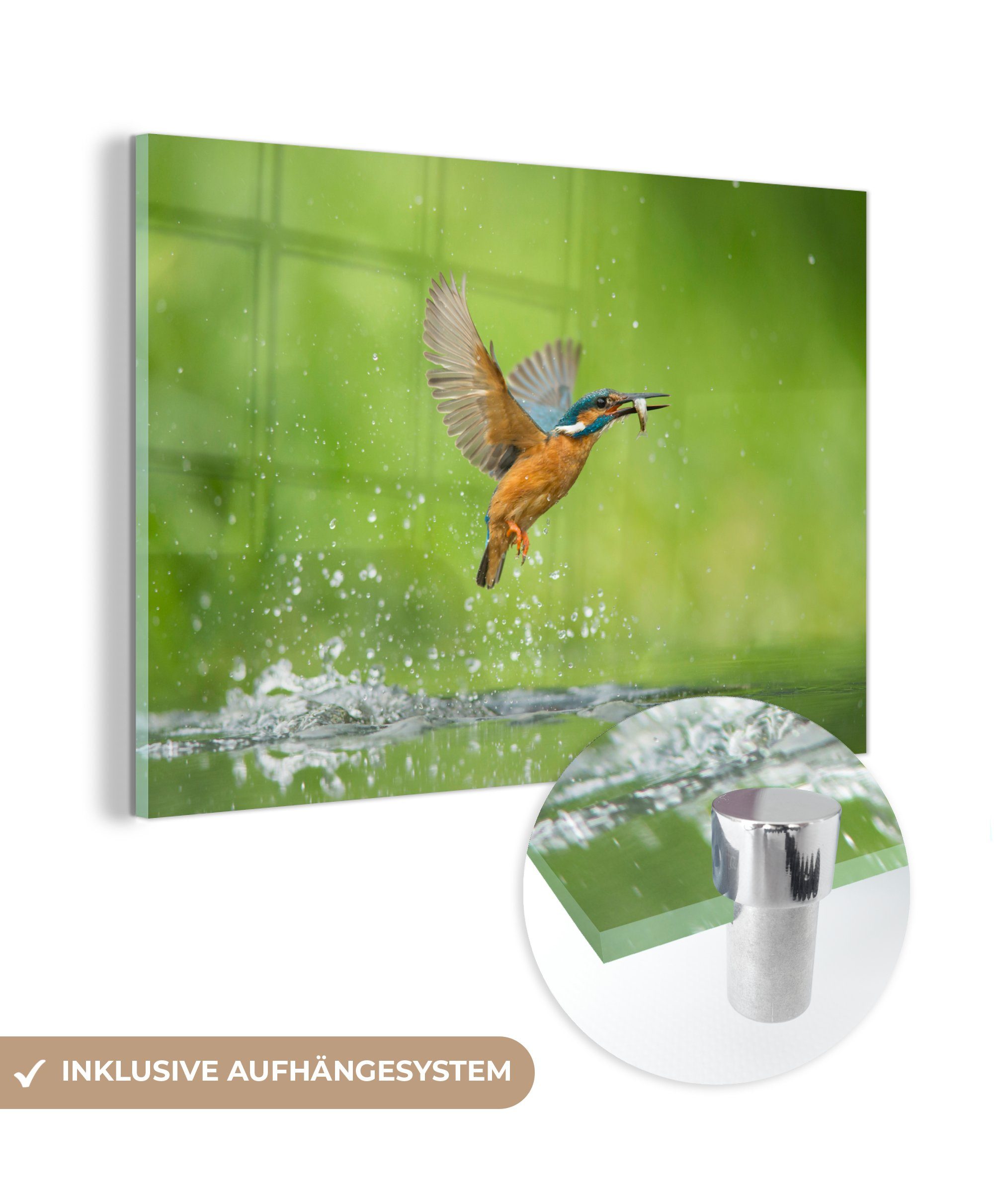 MuchoWow Acrylglasbild Eisvogel - Fische - Tiere, (1 St), Acrylglasbilder Wohnzimmer & Schlafzimmer