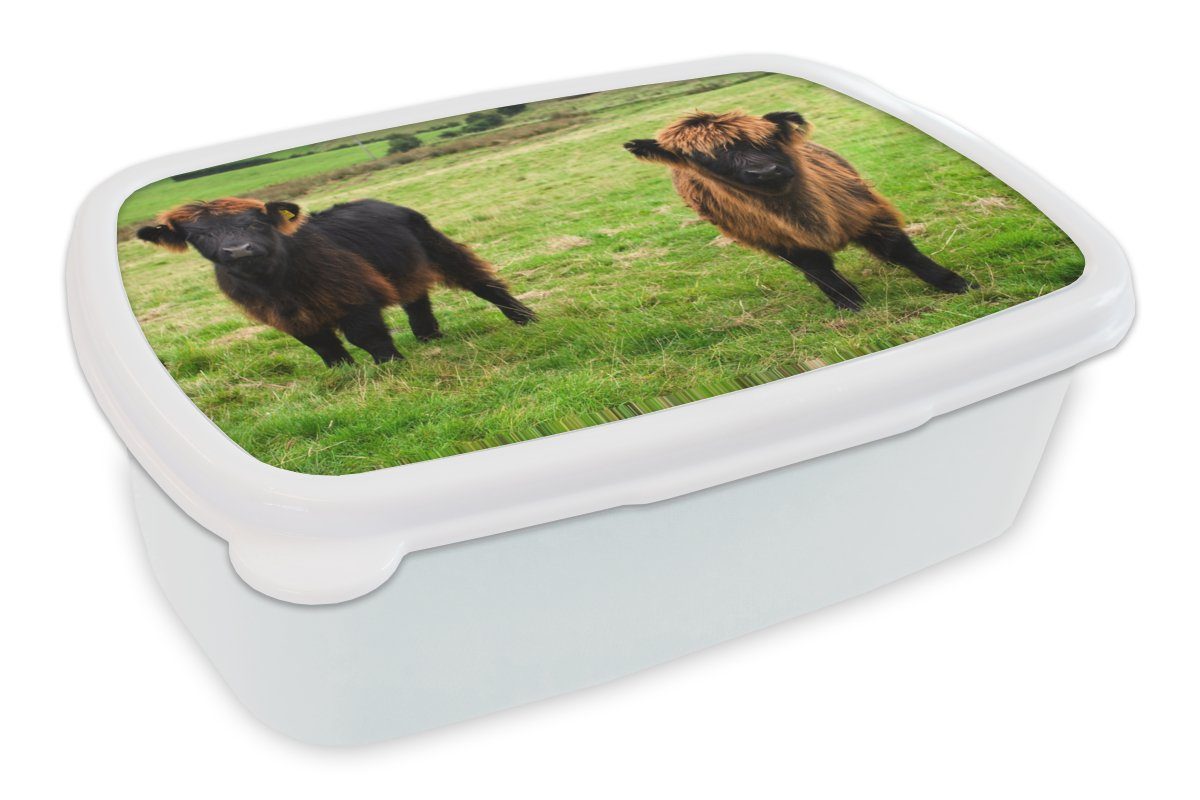 MuchoWow Lunchbox Schottische Highlander - Gras - Kühe, Kunststoff, (2-tlg), Brotbox für Kinder und Erwachsene, Brotdose, für Jungs und Mädchen weiß
