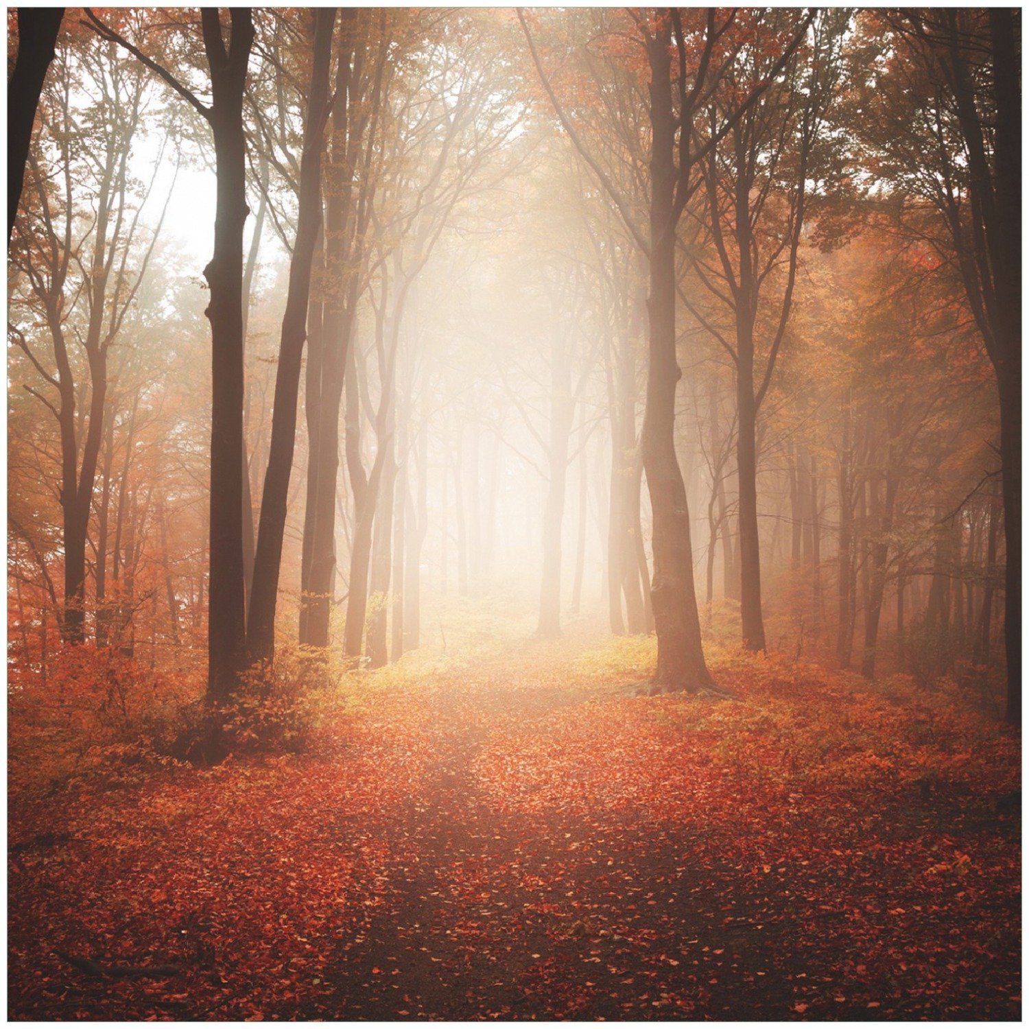 Wallario Memoboard Herbstwald - Weg zu einer Lichtung im Wald