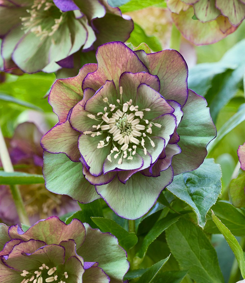 BALDUR Garten Staude Gefüllte Christrose 'Double Ellen® Green Picotée', 1 St., Lenzrose,winterhart, gefüllte Blüten, reichblühend, robust