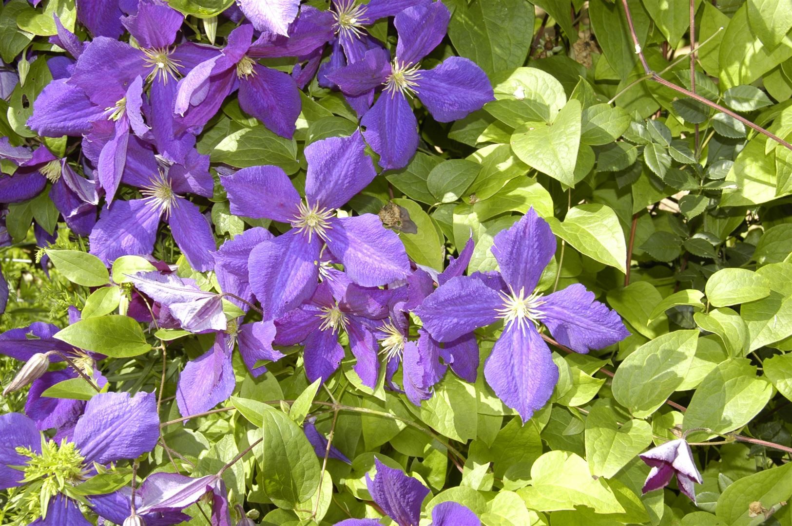 Pflanzen für Dich Kletterpflanze Clematis Hybride Jackmanii, 1 St., Waldrebe, Clematis, violettblühend, kletterpflanze