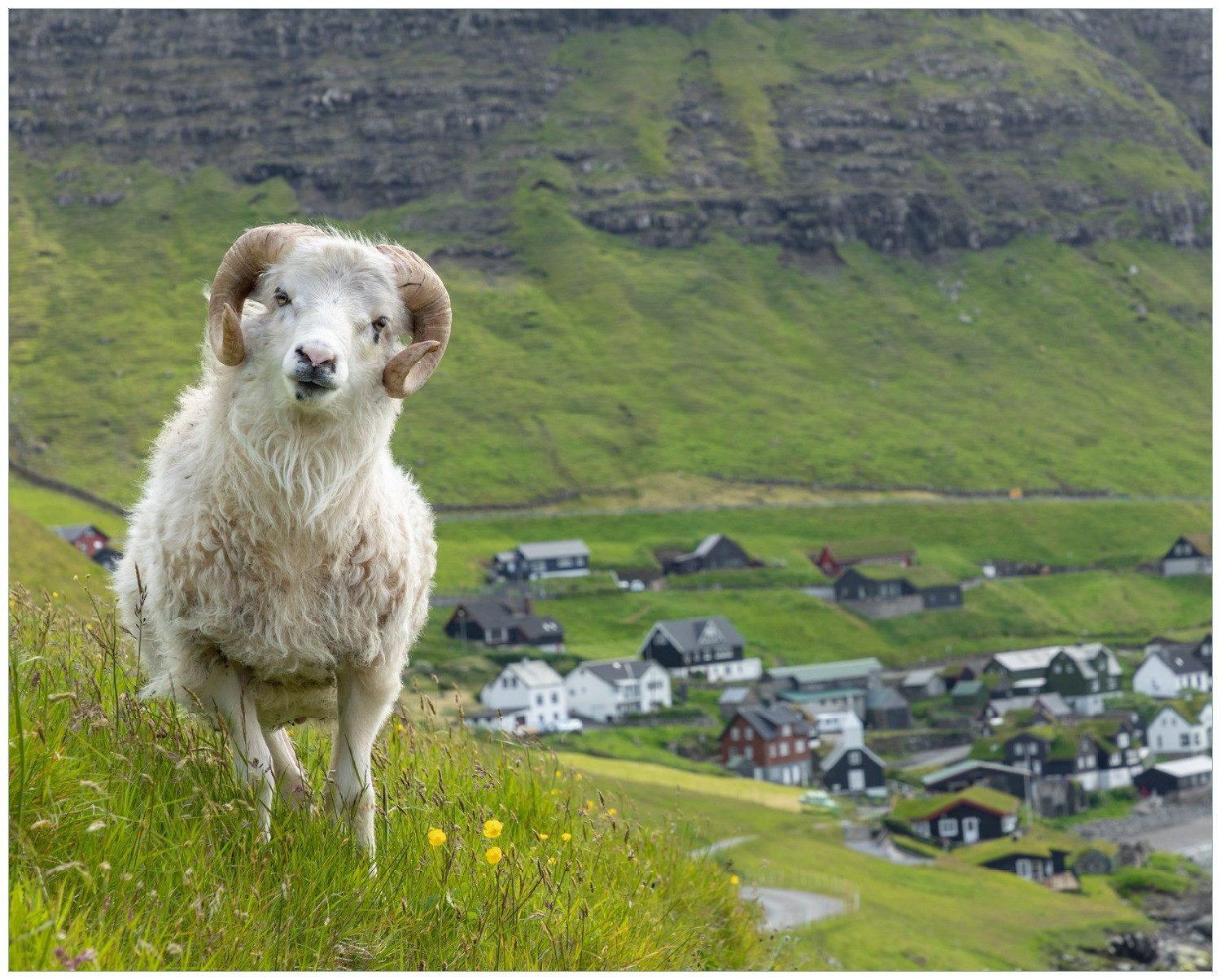 Wallario Poster, Wildes Schaf in der Natur, in verschiedenen Ausführungen