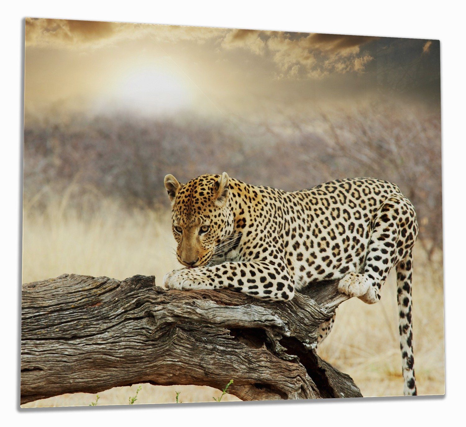Wallario Herd-Abdeckplatte Leopard auf Baumstamm in Afrika, ESG-Sicherheitsglas, (Glasplatte, 1 tlg., inkl. 5mm Noppen), verschiedene Größen