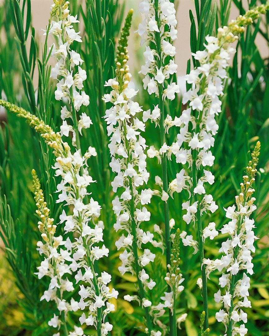 Pflanzen für Dich Staude Linaria purpurea Alba, 1 St., Weiße Purpur-Leinkraut, Weißes Leinkraut