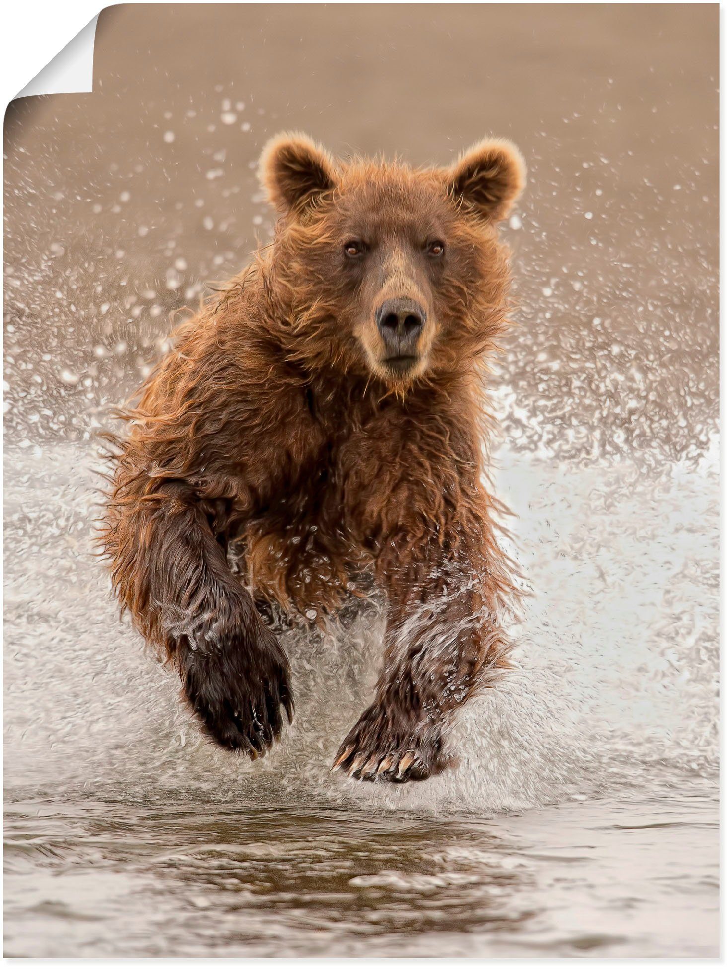 Artland Wandbild Bären beim Spielen II, Wildtiere (1 St), als Alubild, Leinwandbild, Wandaufkleber oder Poster in versch. Größen