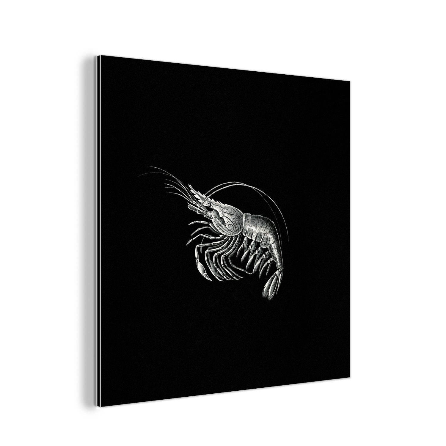 deko Vintage - Metall, Ernst - St), Alu-Dibond-Druck, MuchoWow Kunst, Gemälde Metallbild Aluminium Shrimps Tiere aus Haeckel (1 - -