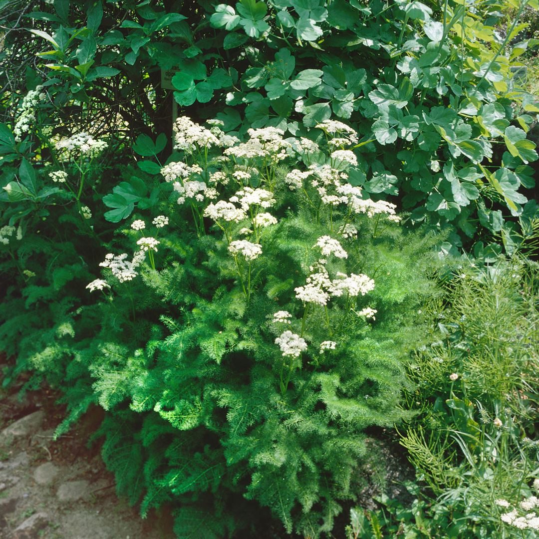 Pflanzen für Dich Staude Meum athamanticum, 1 St., Bärwurz, Bergkümmel, Alpenkümmel