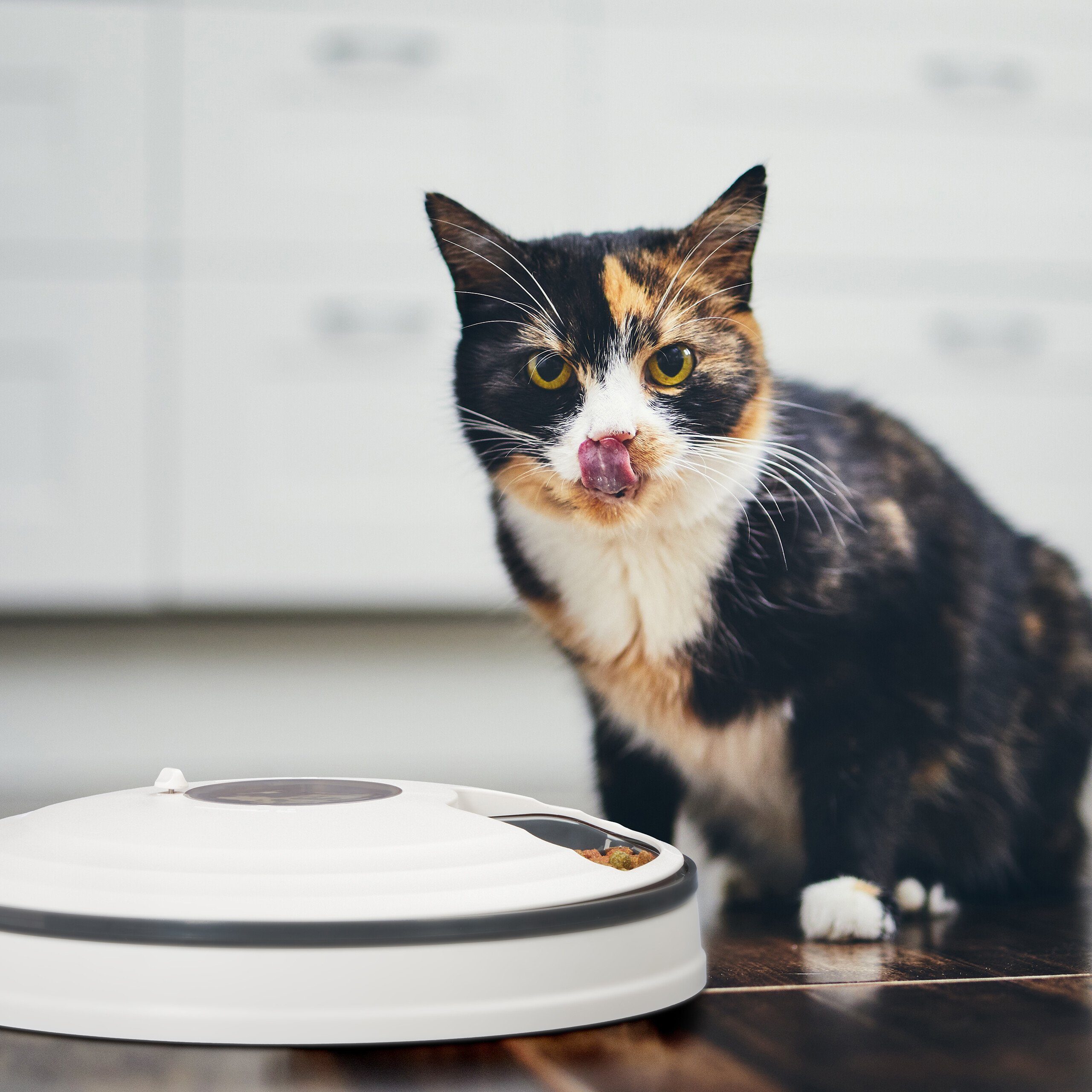 relaxdays Katzen-Futterautomat Futterautomat für Katzen