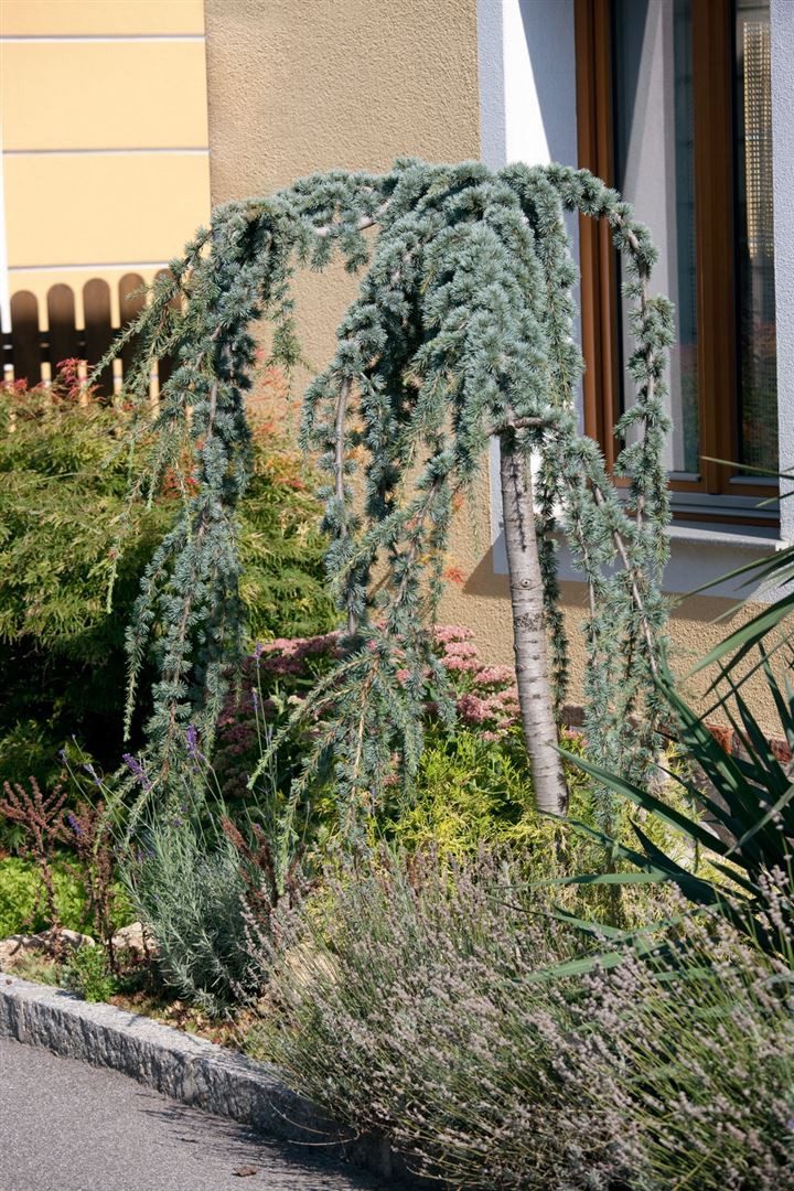 Pflanzen für Dich Konifere Cedrus libani Glauca Pendula, 1 St., Libanon-Zeder, Blaue Hängezeder, blaugrau, hängende Äste