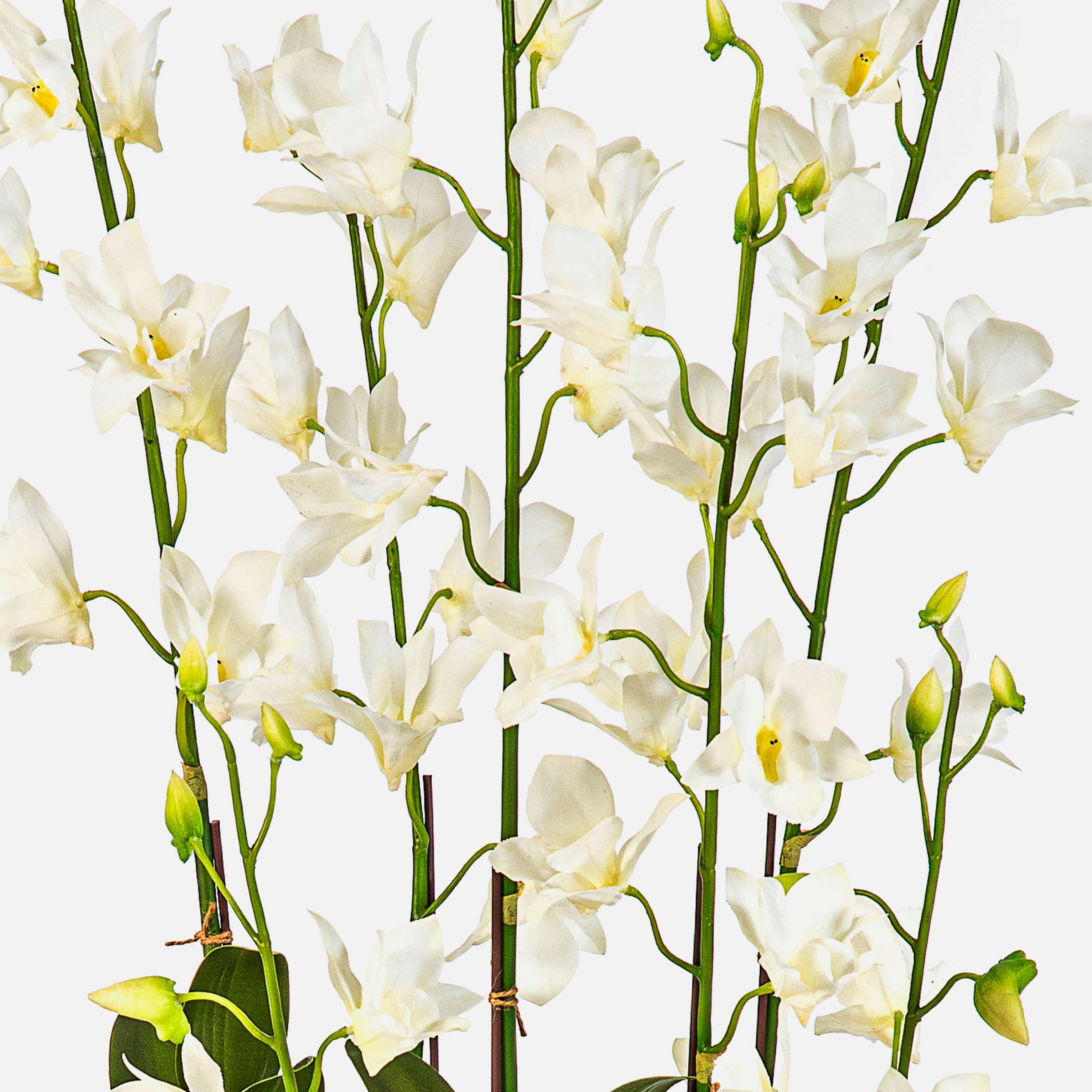 Kunstorchidee Künstliche Orchidee LOFINA im Dekotopf, weiß, 130cm Orchidee (Orchidee dendrobium sonia), artplants, Höhe 130.0 cm