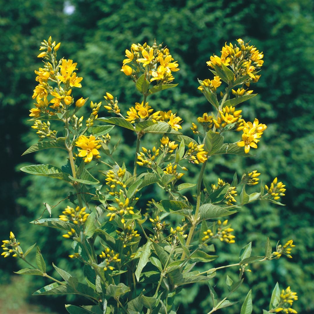 Pflanzen für Dich Staude Lysimachia vulgaris, 1 St., Gewöhnlicher Gilbweiderich, Gilbweiderich